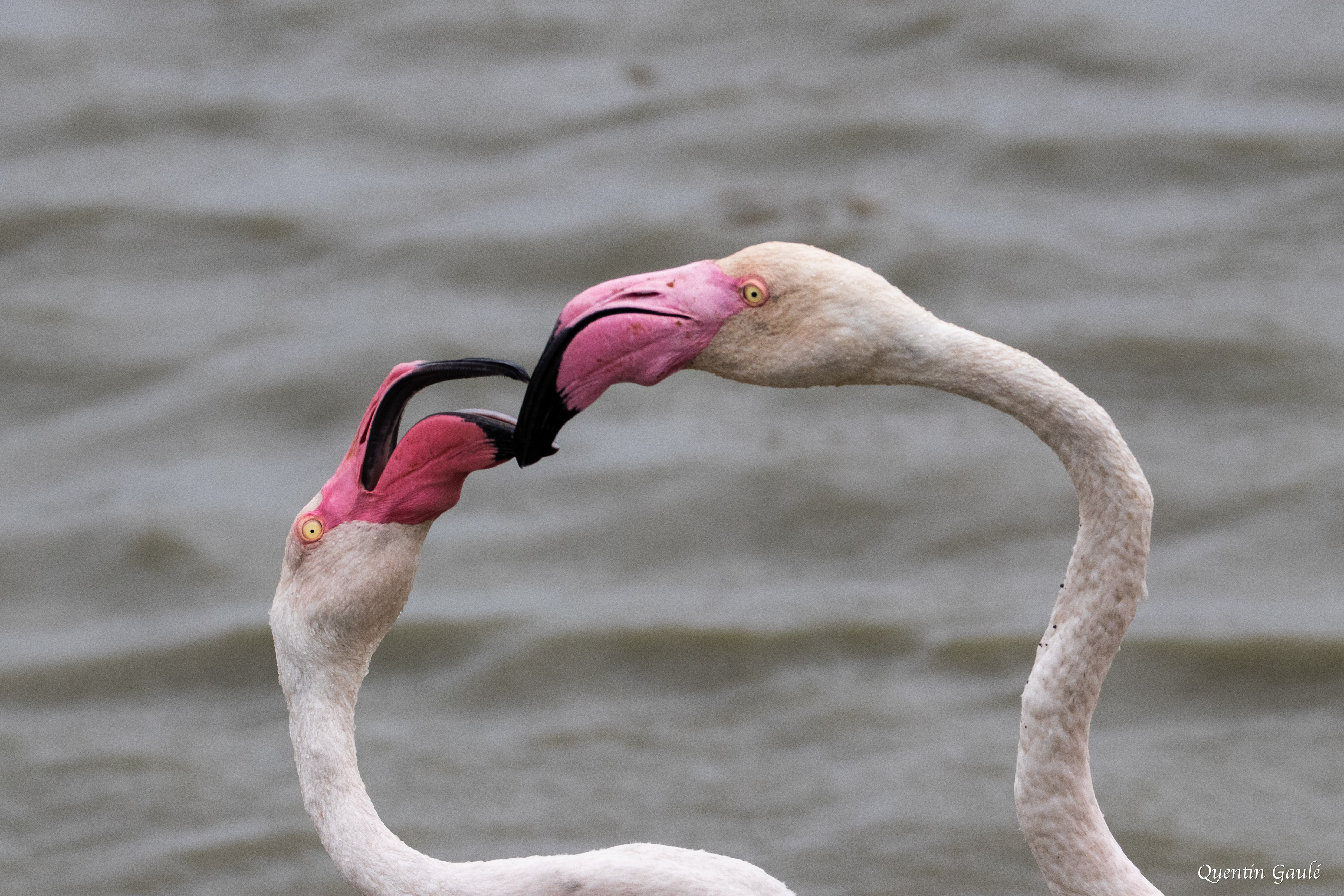 Flamant rose (Phoenicopterus roseus) - Parc ornithologique du Pont de Gau, Bouches-du-Rhône (13)