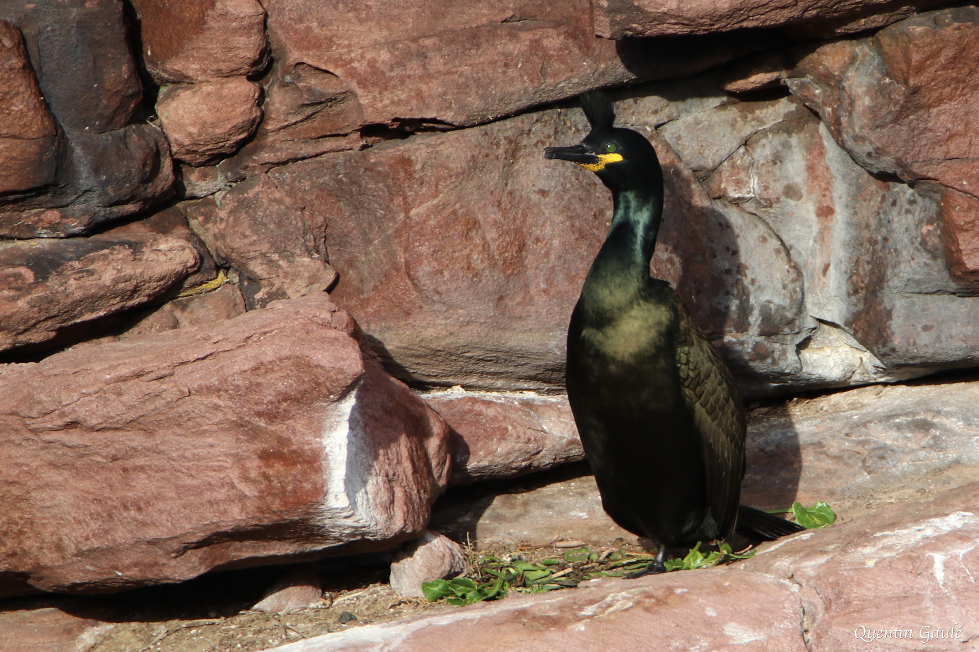 Cormoran huppé (Gulosus aristotelis) - Cap Fréhel, Ile-et-Vilaine (35)