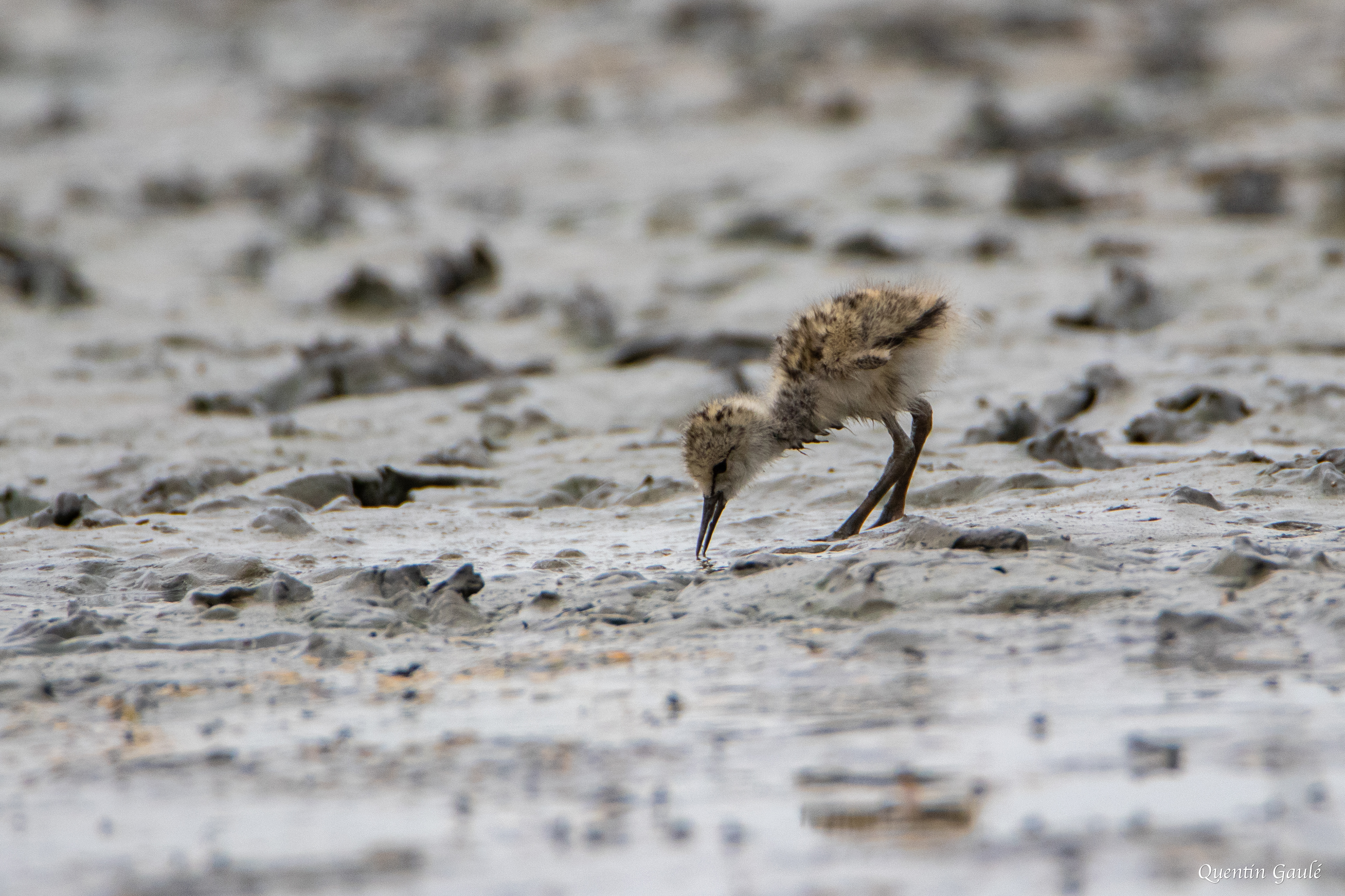 Échasse blanche (Himantopus himantopus) - Parc ornithologique du Pont de Gau, Bouches-du-Rhône (13)