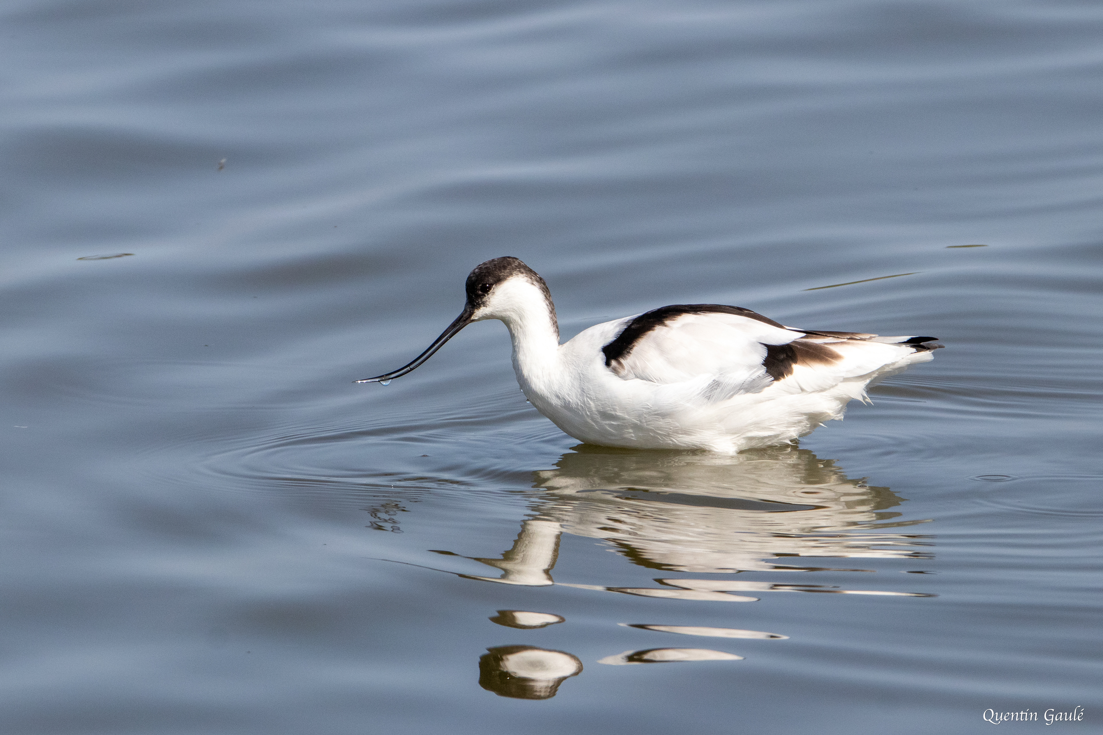 Avocette élégante (Recurvirostra avosetta) - Réserve ornithologique du Teich, Gironde (33)