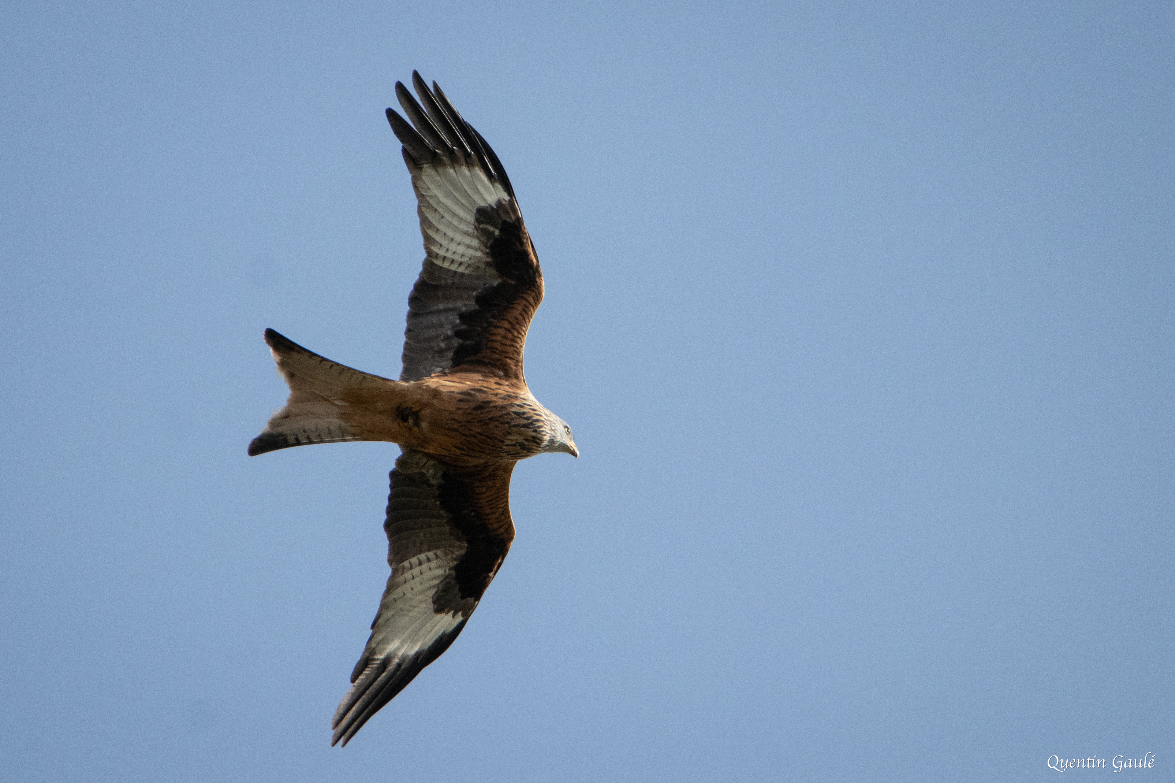 Milan royal (Milvus milvus) - Riaucourt, Haute-Marne (52)