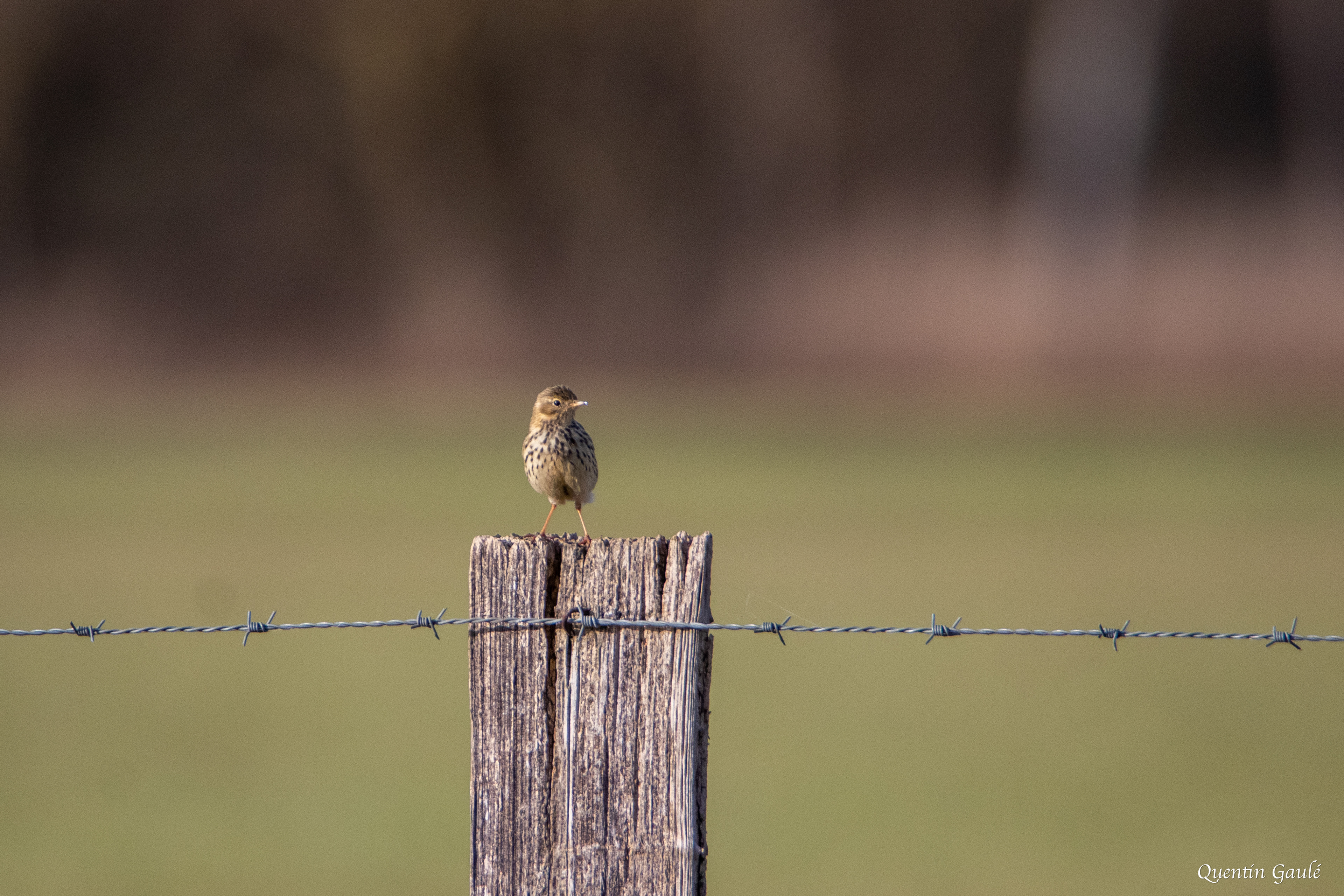 Pipit farlouse (Anthus pratensis) - Lentilles, Aube (10)