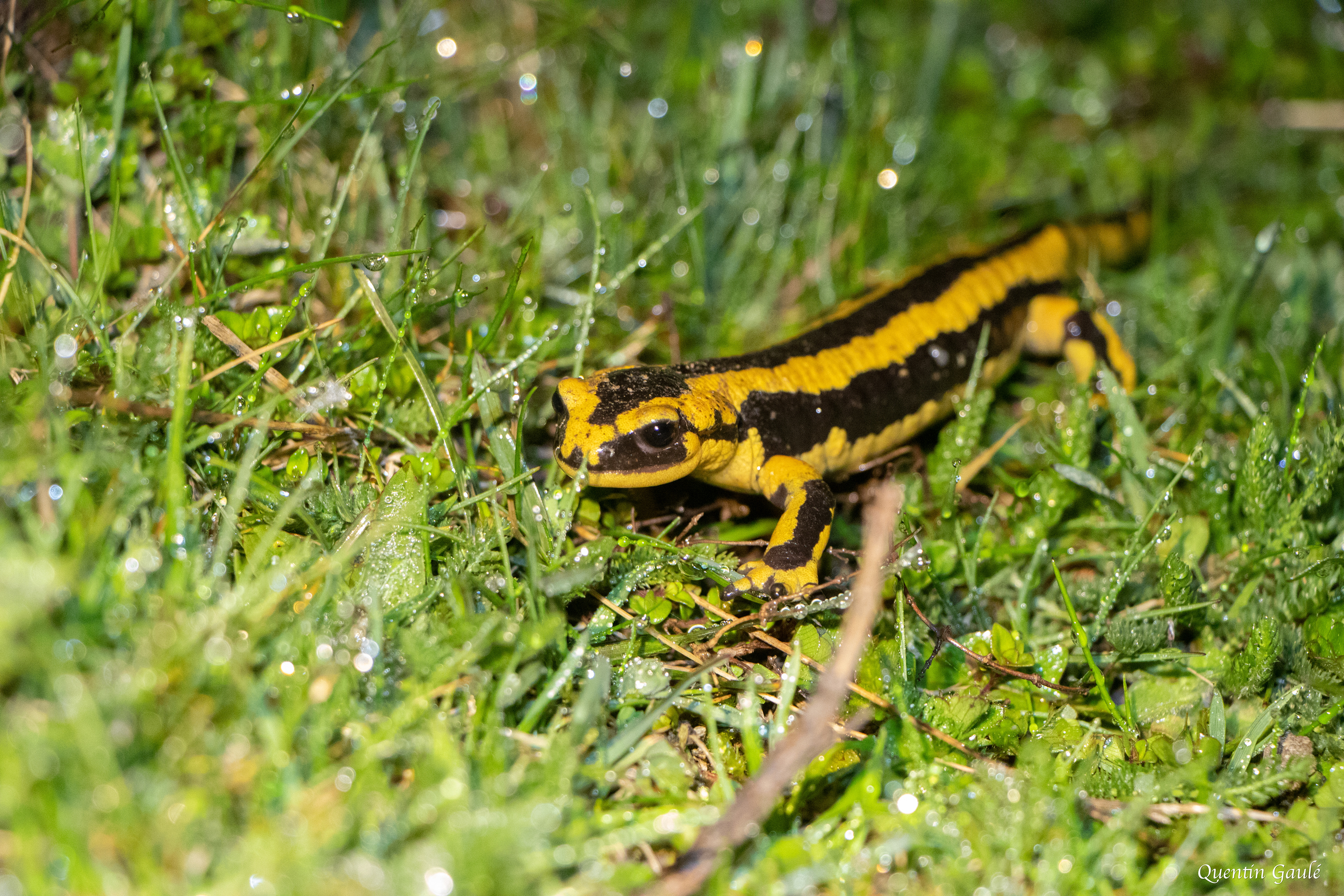 Salamandre tachetée (Salamandra salamandra) - Gourette, Eaux-Bonnes (64)