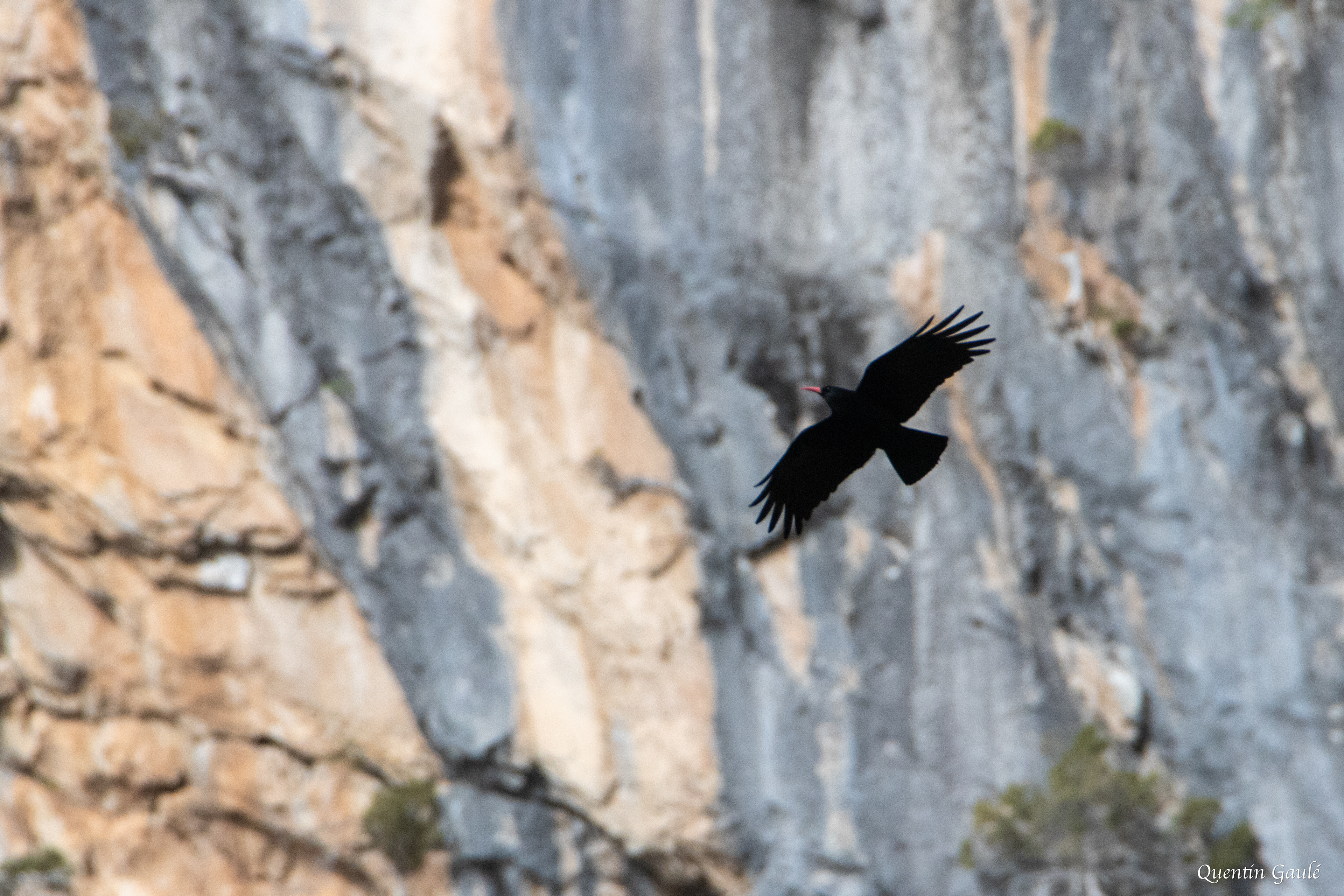 Crave à bec rouge (Pyrrhocorax pyrrhocorax) - Etsaut (64)
