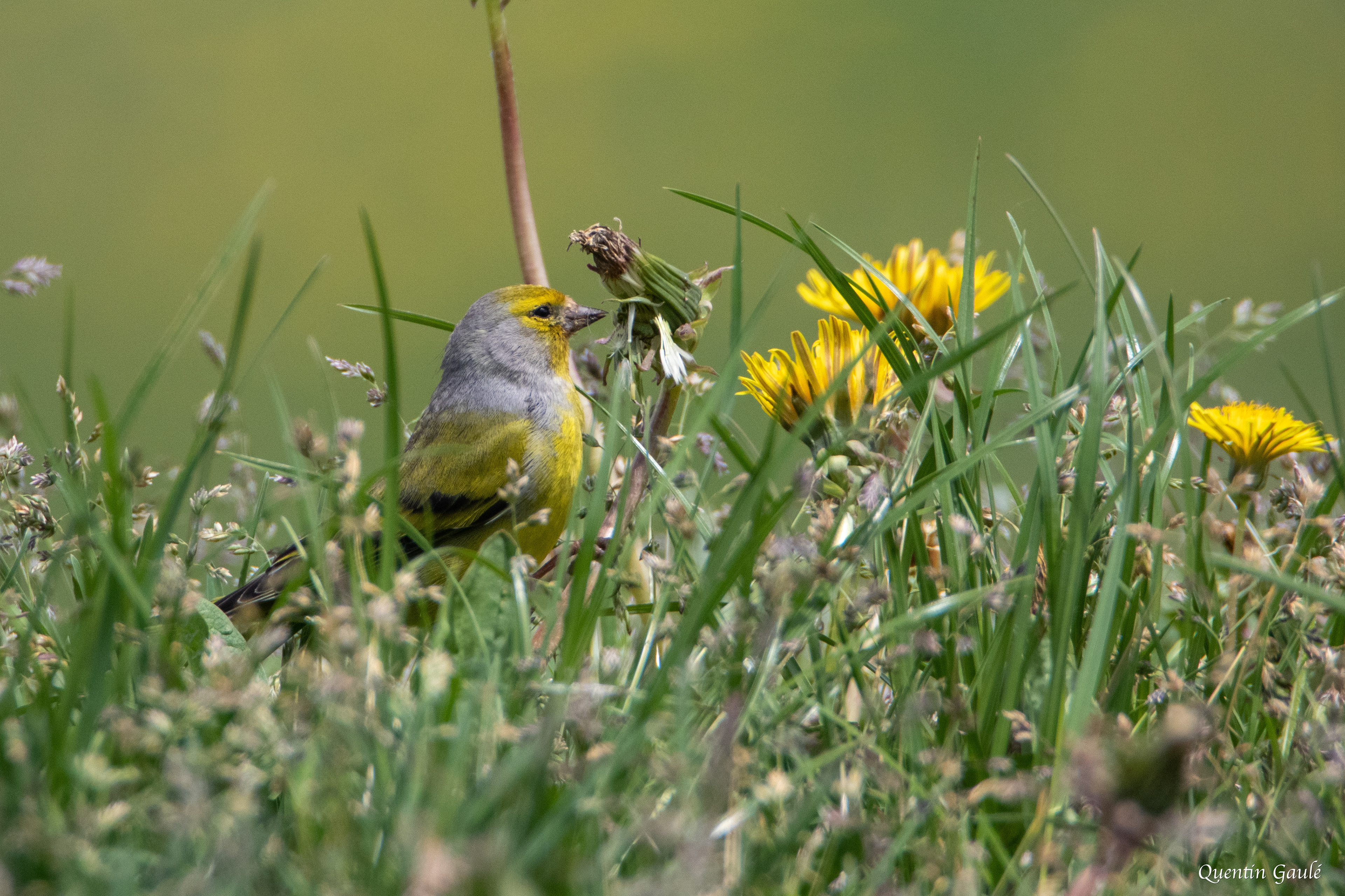 Venturon montagnard (Carduelis citrinella) - La Pierre Saint-Martin, Arette, Pyrénées-Atlantiques (64)