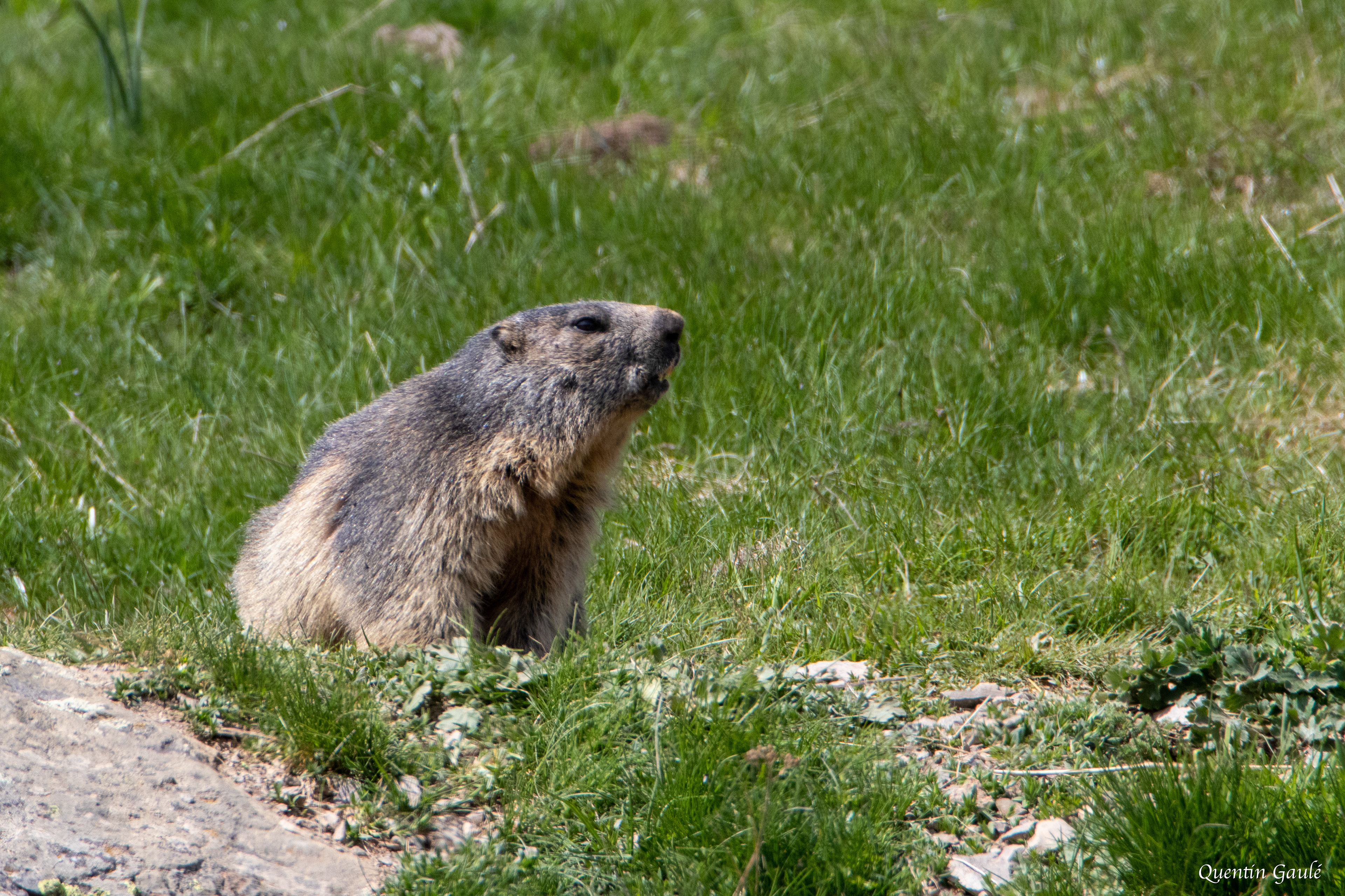Marmotte des Alpes (Marmota marmota) - Col du Pourtalet, Laruns (64)