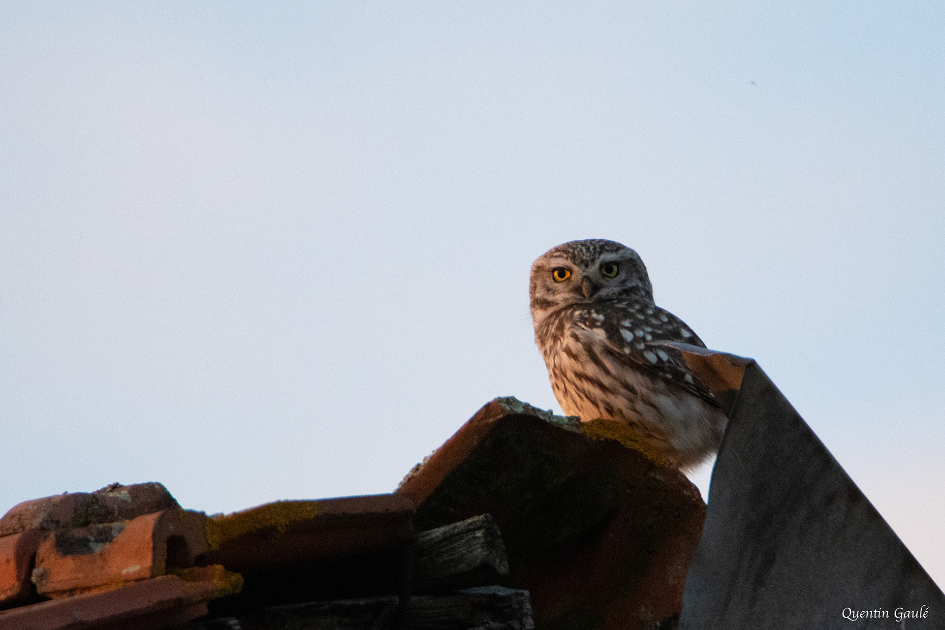 Chevêche d'Athéna (Athene noctua) - Coupray, Haute-Marne (52)