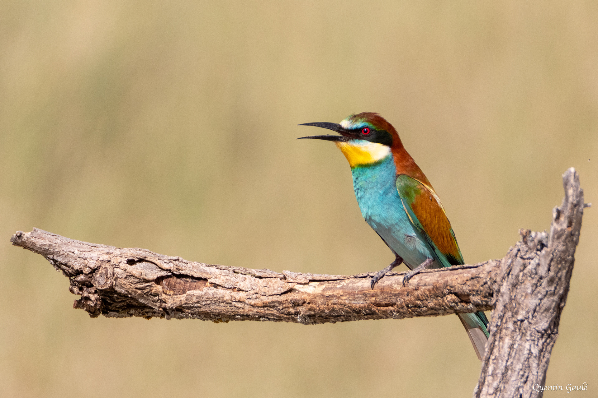 Guêpier d'Europe (Merops apiaster) - Pitillas, Navarre (Espagne)