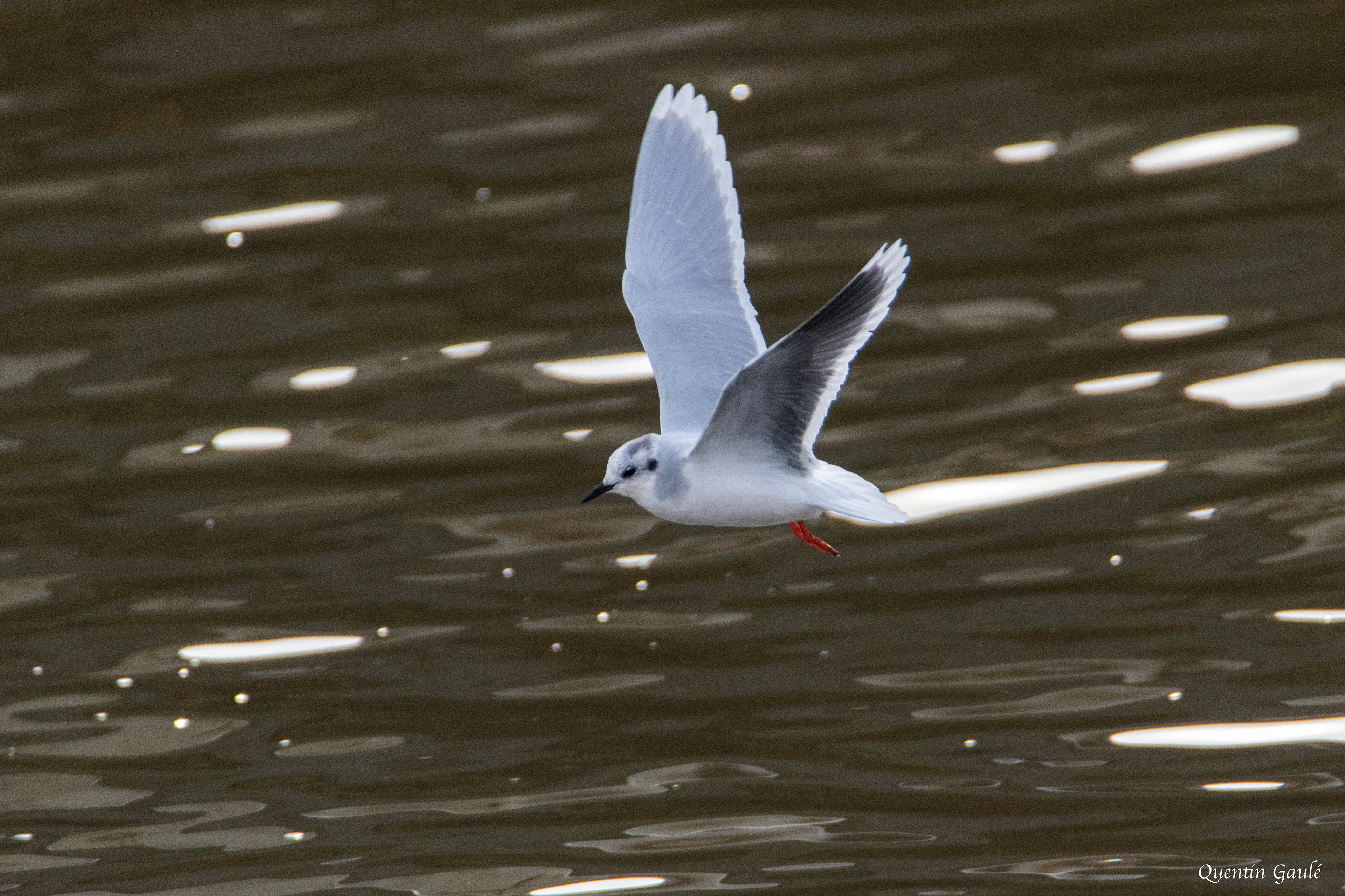 Mouette pygmée (Hydrocoloeus minutus) - Capbreton (40)