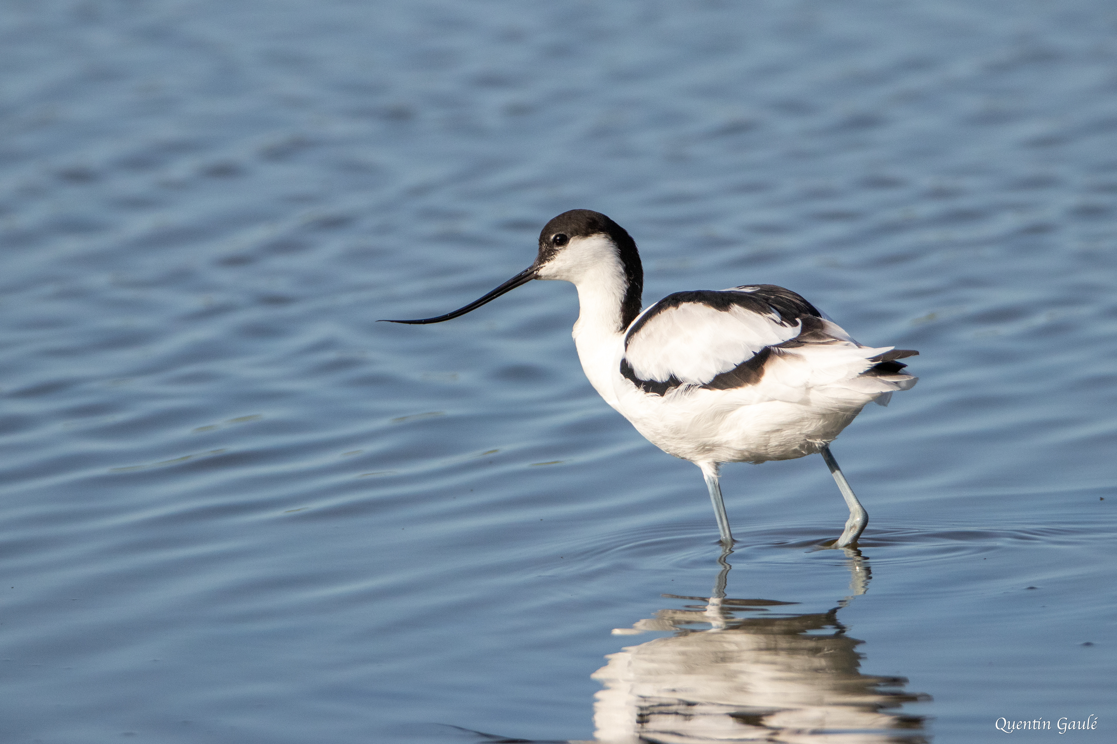 Avocette élégante (Recurvirostra avosetta) - Réserve ornithologique du Teich, Gironde (33)
