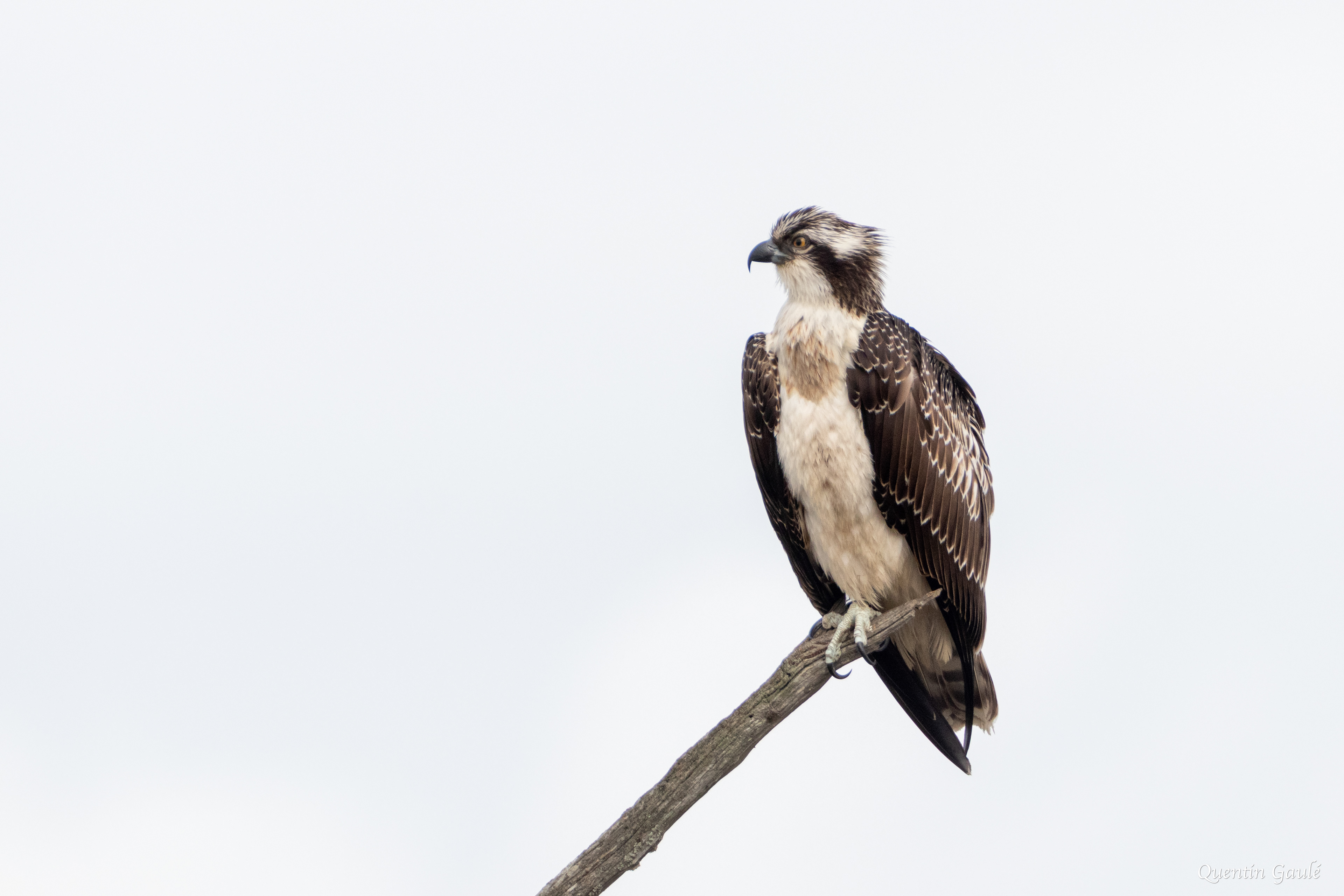 Balbuzard pêcheur (Pandion haliaetus) - Réserve ornithologique du Teich, Gironde (33)