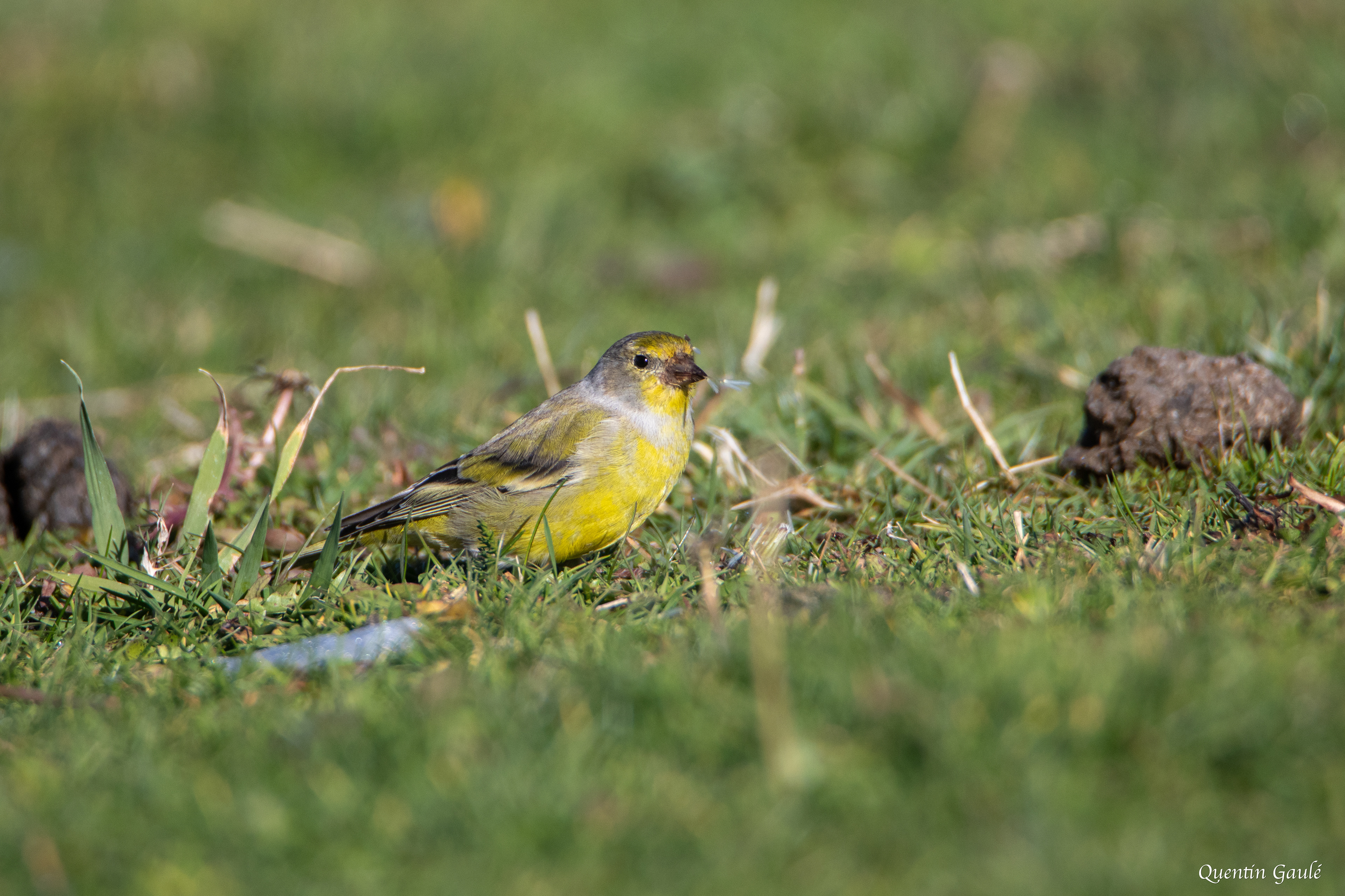 Venturon montagnard (Carduelis citrinella) - La Pierre Saint-Martin, Arette, Pyrénées-Atlantiques (64)