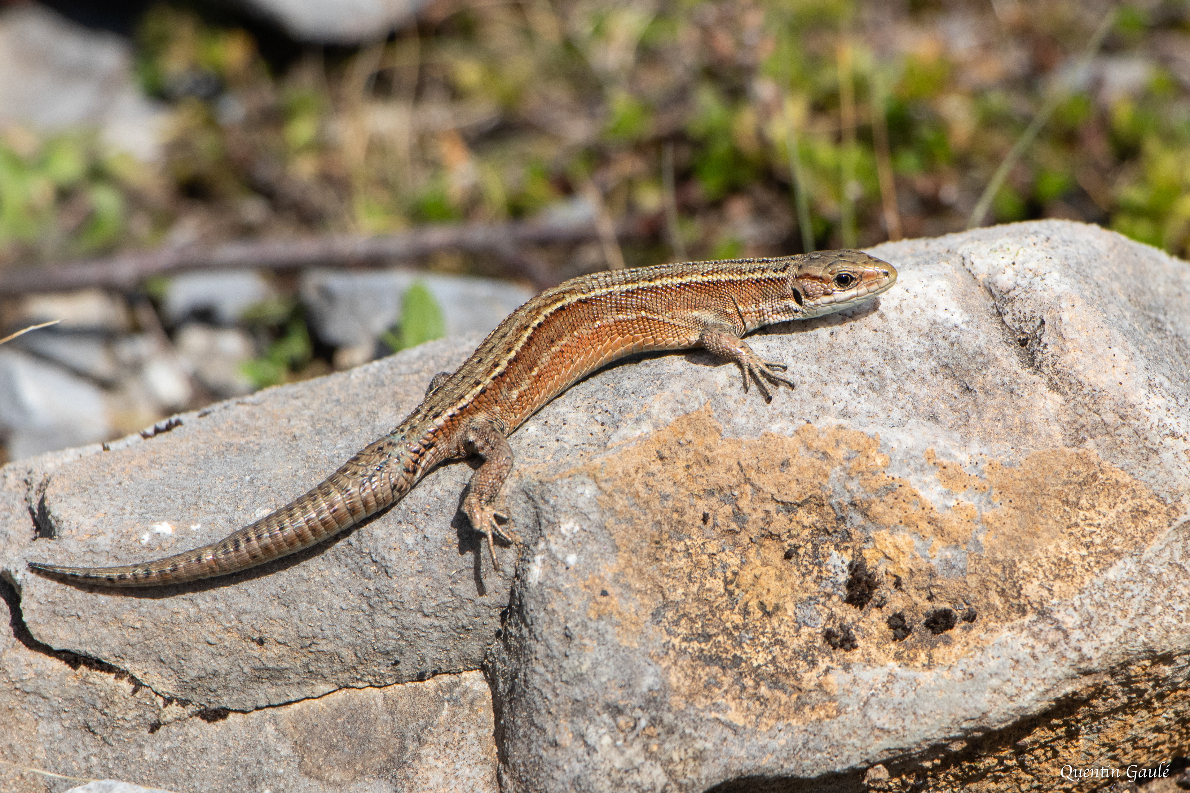 Lézard vivipare (Zootoca vivipara) - Gourette, Eaux-Bonnes, Pyrénées-Atlantiques (64)