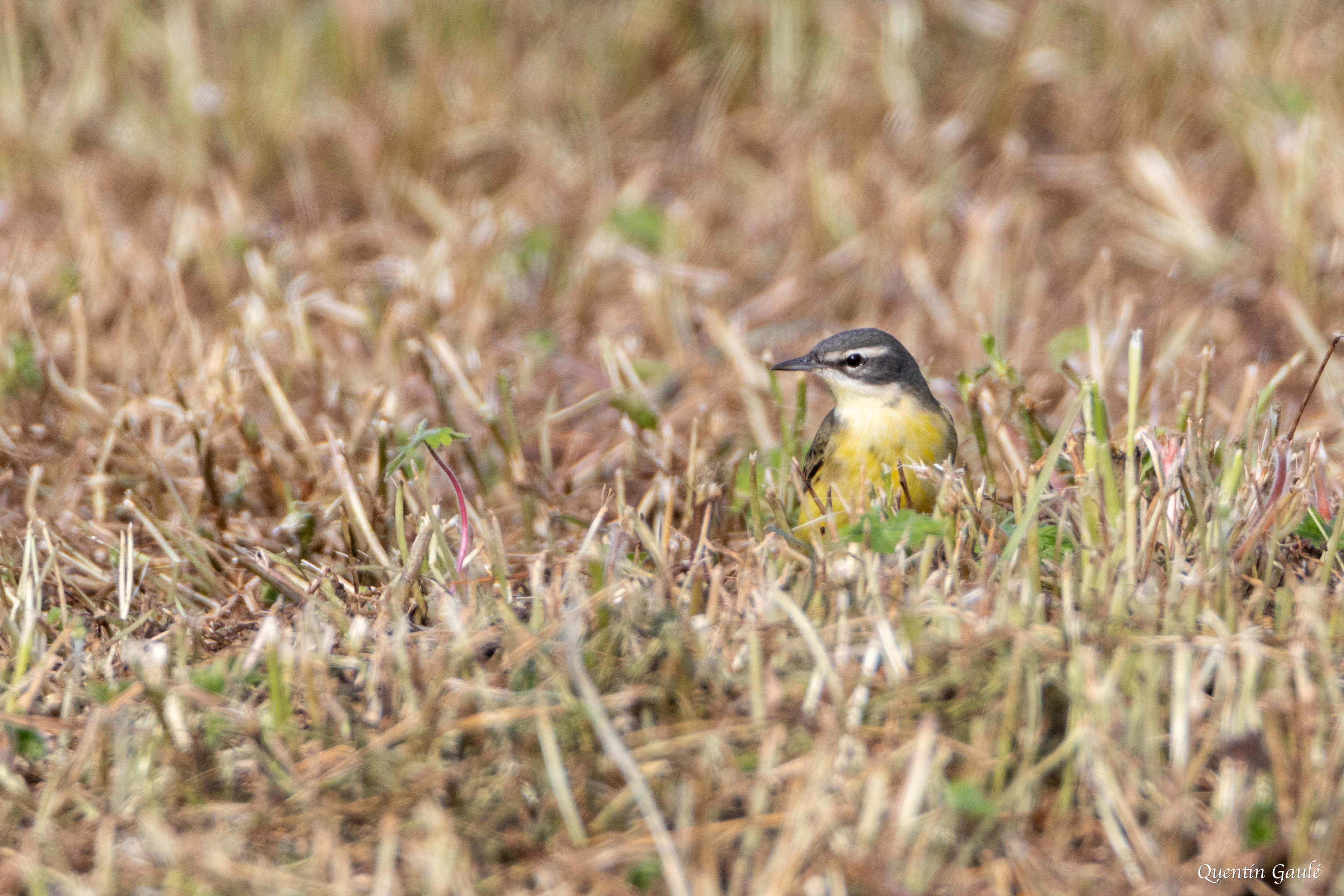 Bergeronnette printanière (Motacilla flava) - Vervant, Charente (16)
