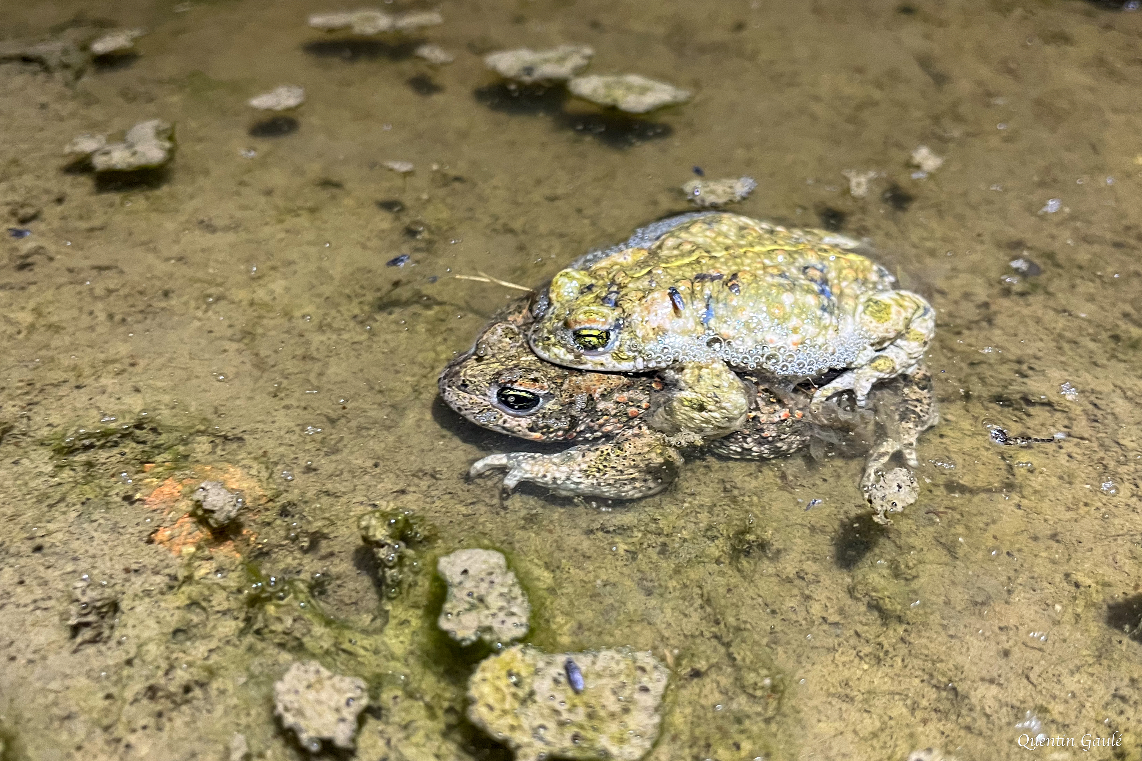 Crapaud calamite (Epidalea calamita) - Brigueil-le-Chantre (86)