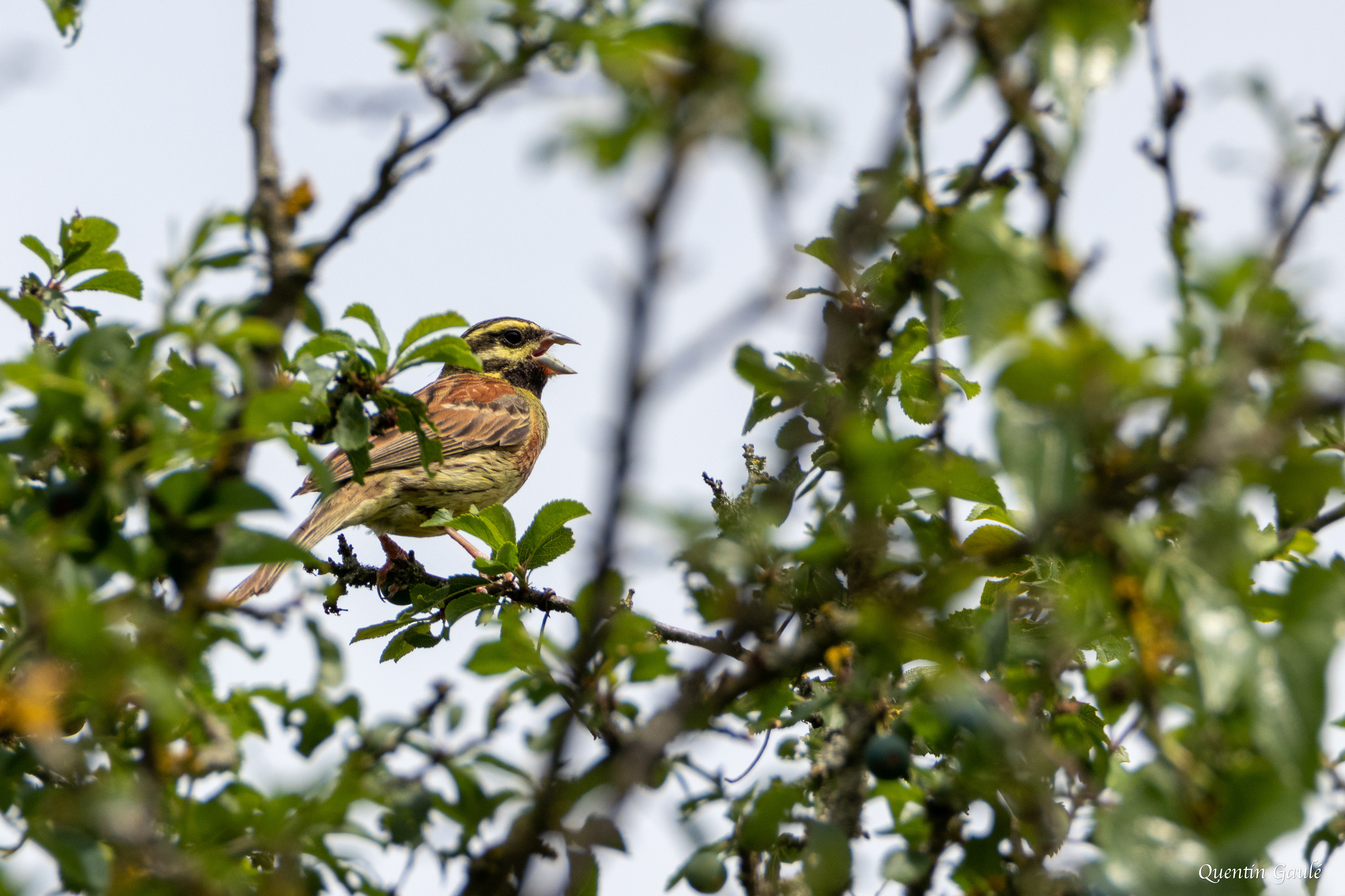 Bruant zizi (Emberiza cirlus) - Saint-Romain, Vienne (86)