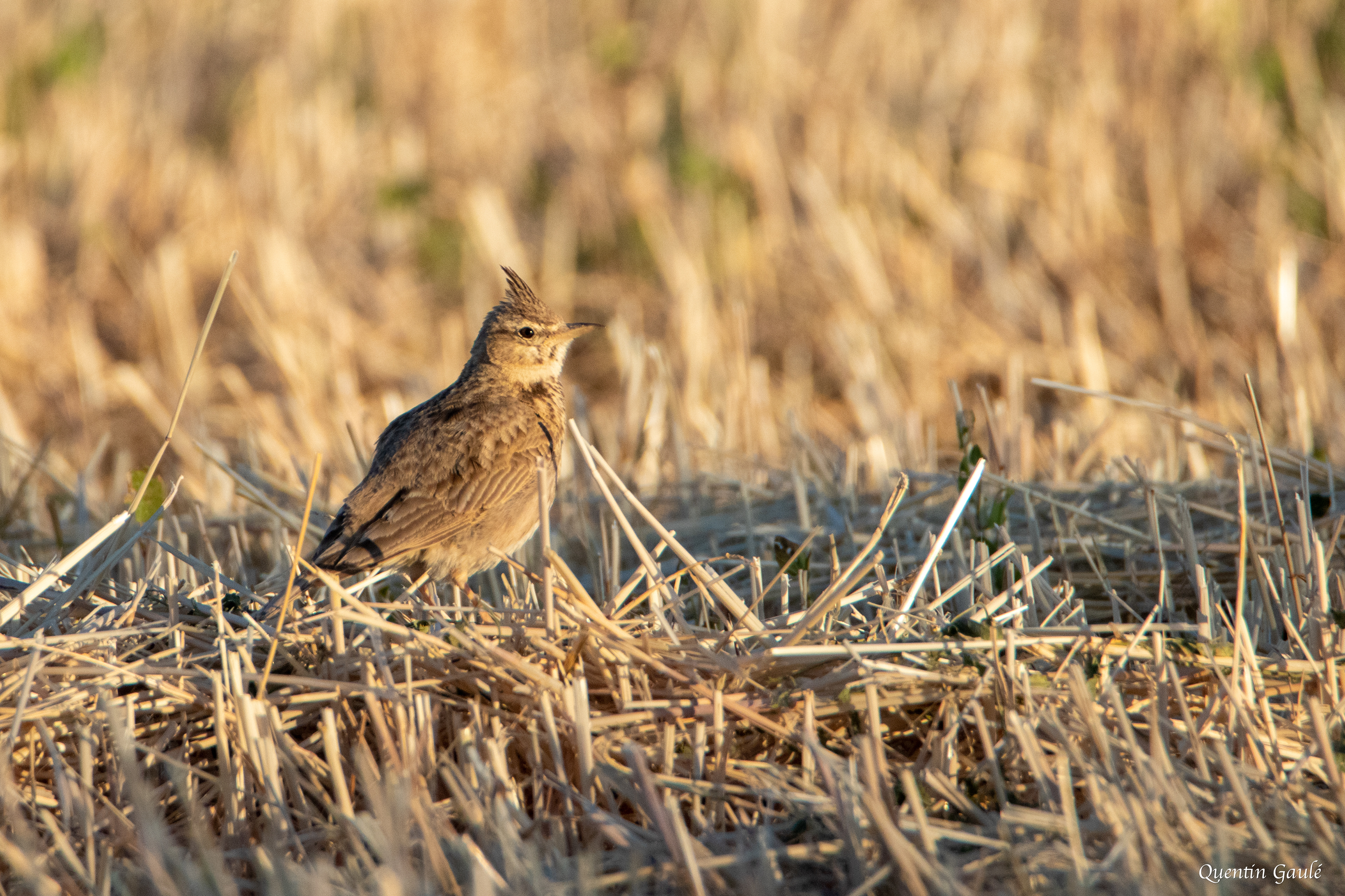 Cochevis huppé (Galerida cristata). - Parc Naturel des Bardenas Reales, Navarre (Espagne)