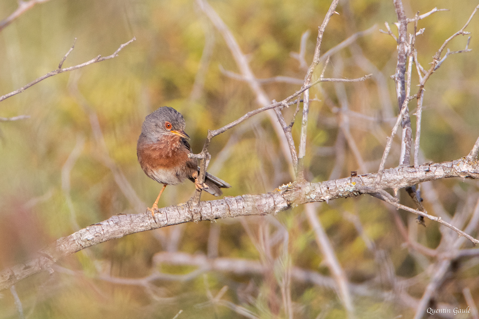 Fauvette pitchou (Sylvia undata) - Arguedas, Navarre (Espagne)