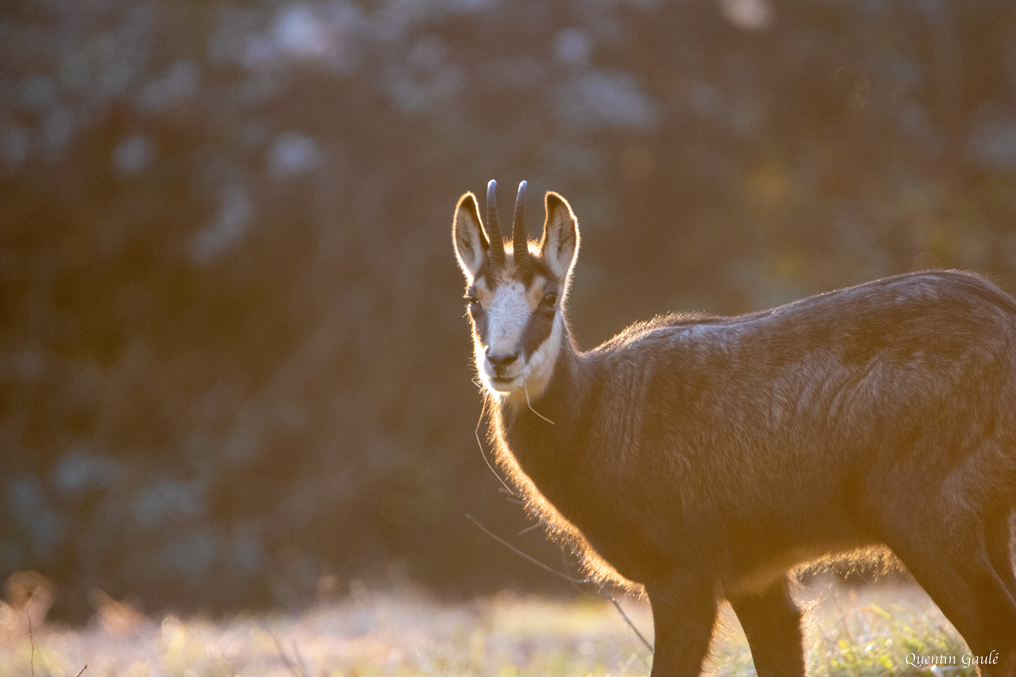 Chamois (Rupicapra rupicapra) - Besançon (25)