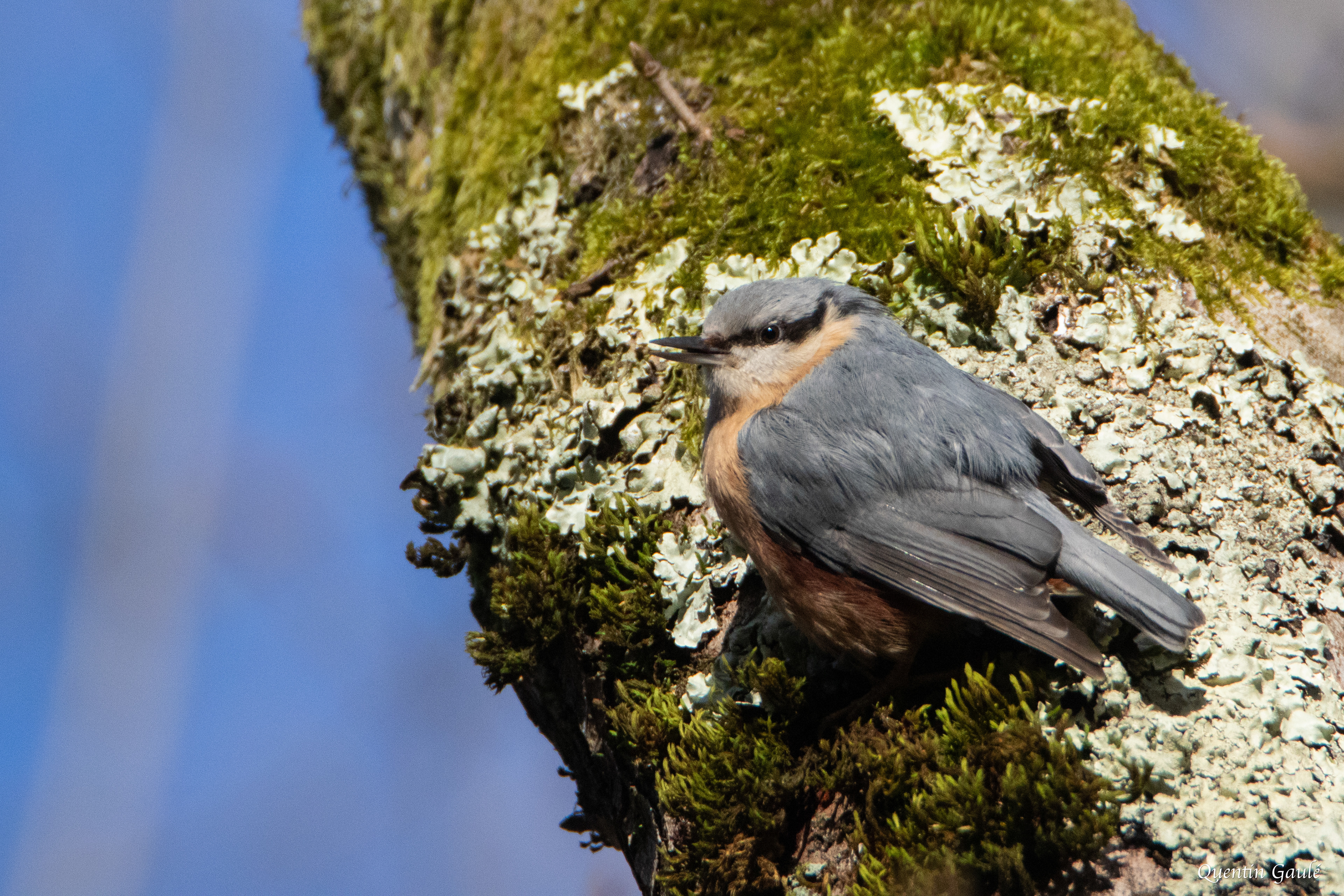 Sittelle torchepot (Sitta europaea) - Besançon (25)