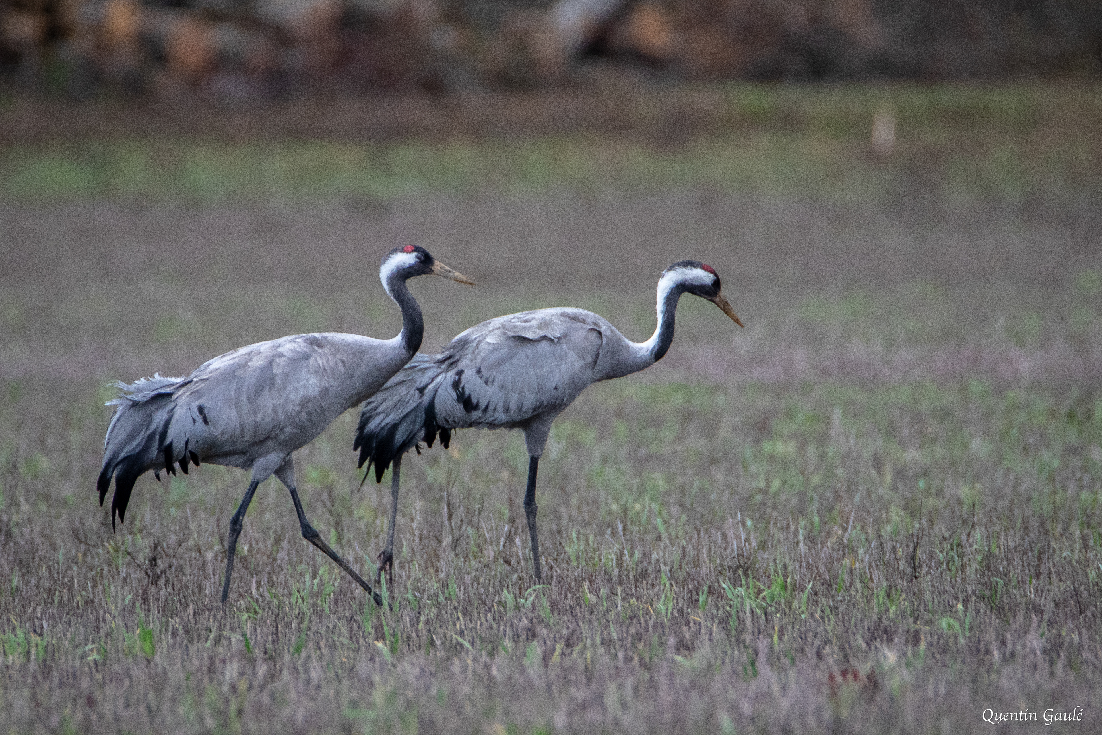Grue cendrée (Grus grus) - Châtillon-sur-Broué (10)
