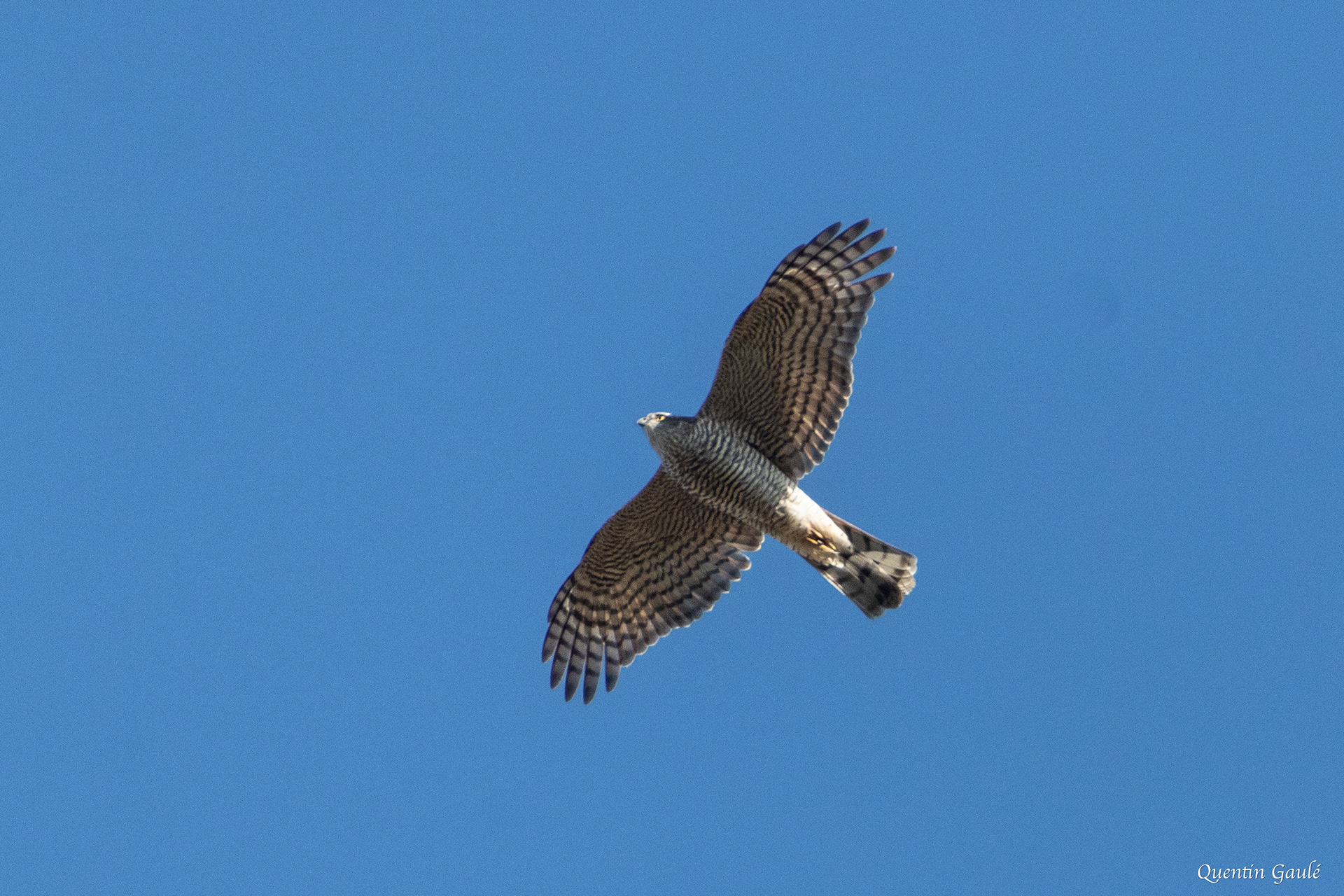 Autour des palombes (Accipiter gentilis) - Riaucourt, Haute-Marne (52)