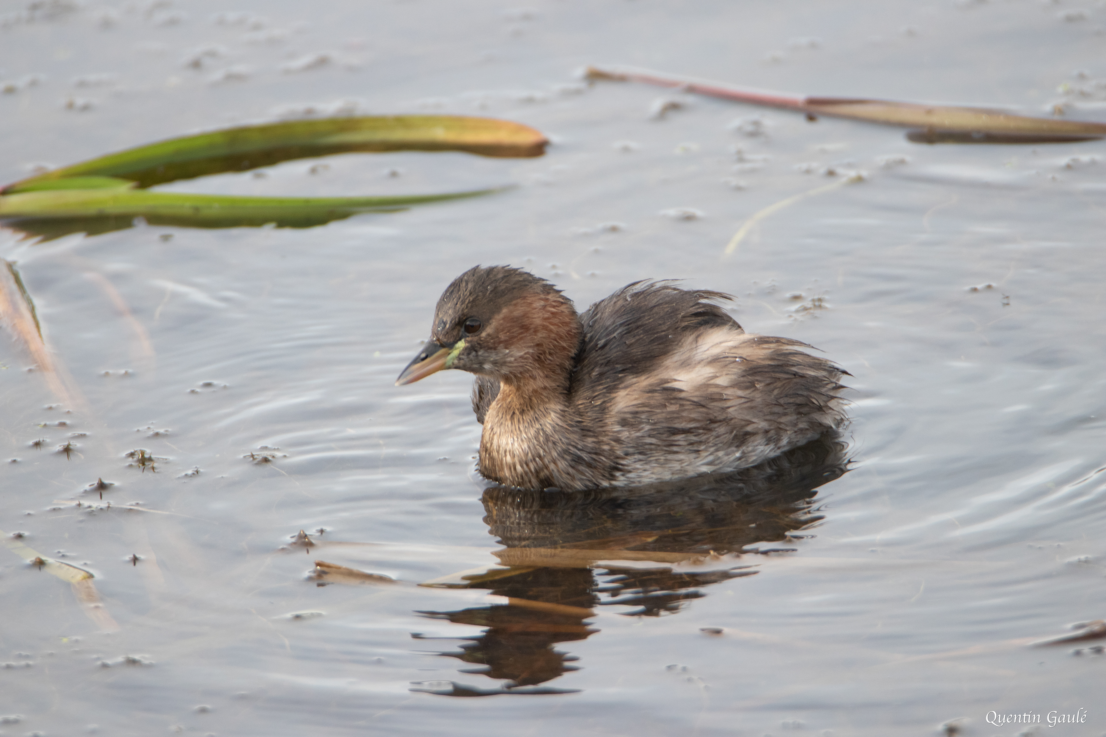 Grèbe castagneux (Tachybaptus ruficollis) - Étang d'Outines, Marne (51)