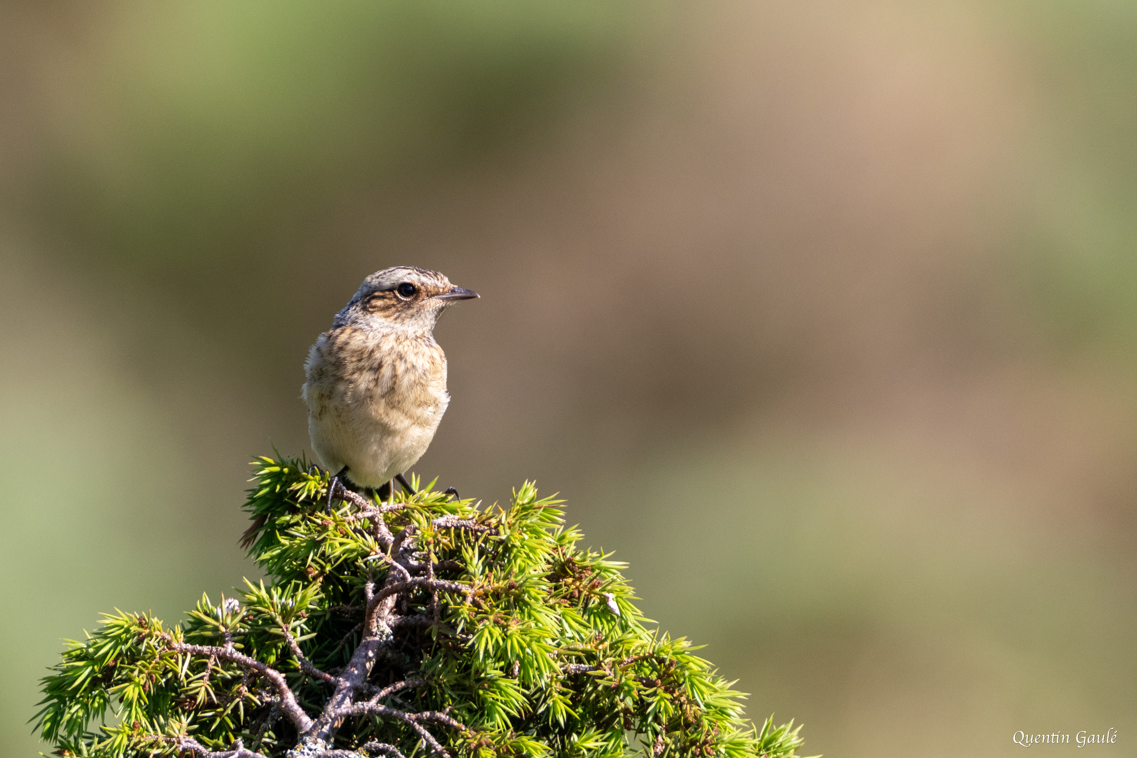 Tarier des prés (Saxicola rubetra), juvénile - Col du Puymorens, Porté-Puymorens (11)