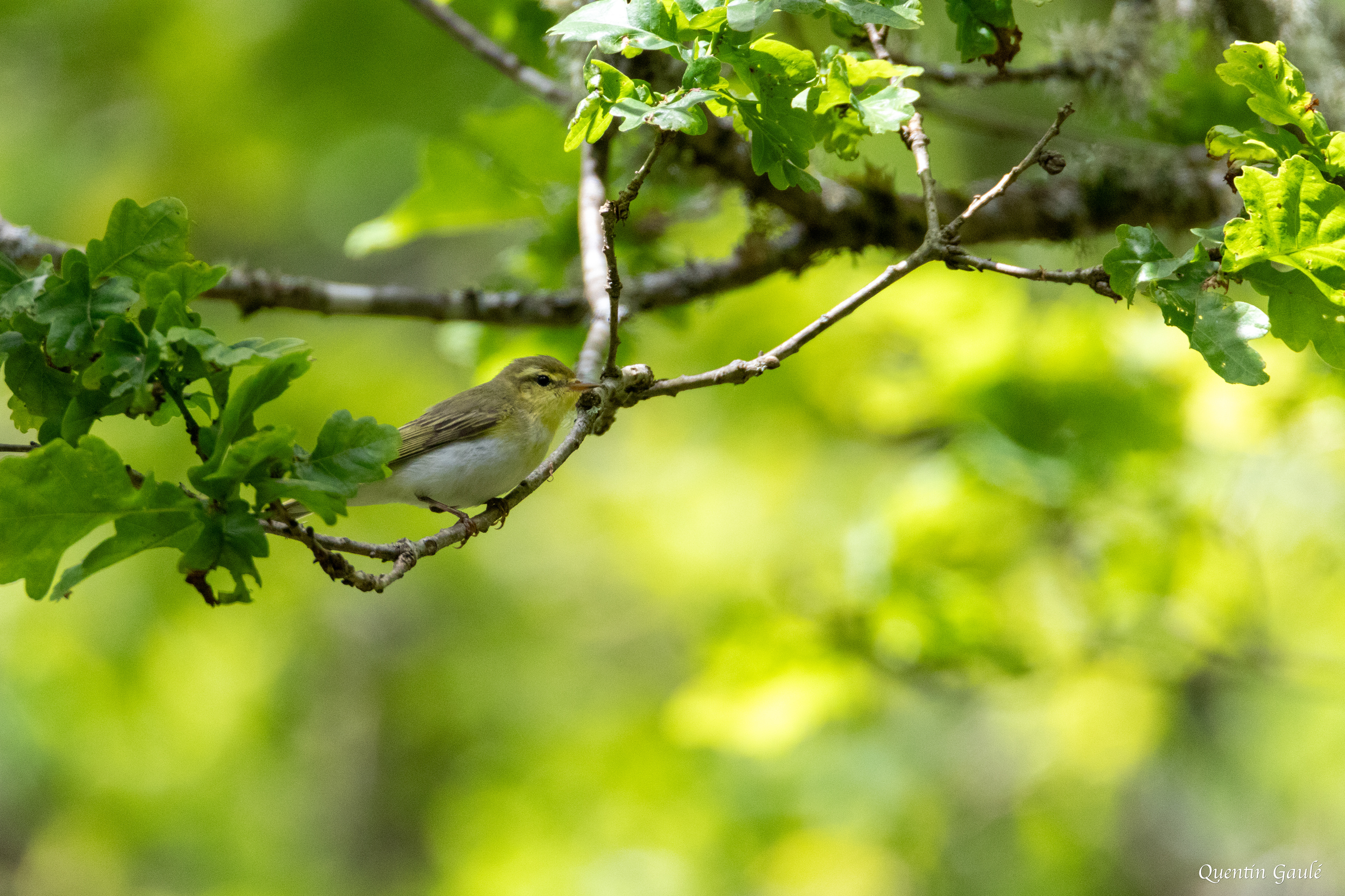 Pouillot siffleur (Phylloscopus sibilatrix) - Saint-Pardoux-Morterolles (23)
