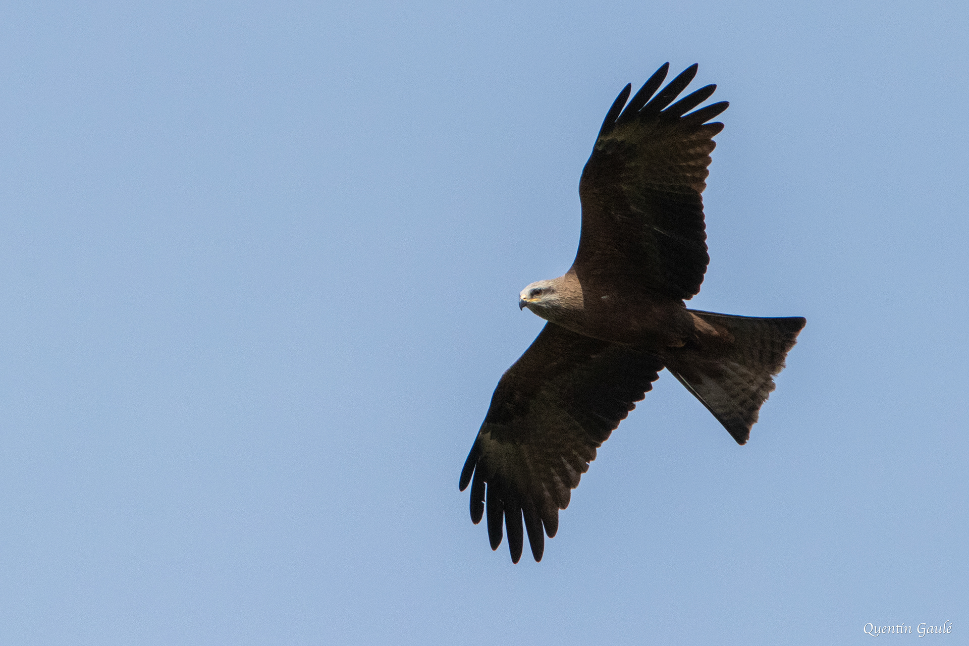 Milan noir (Milvus migrans) - Peigney, Haute-Marne (52)