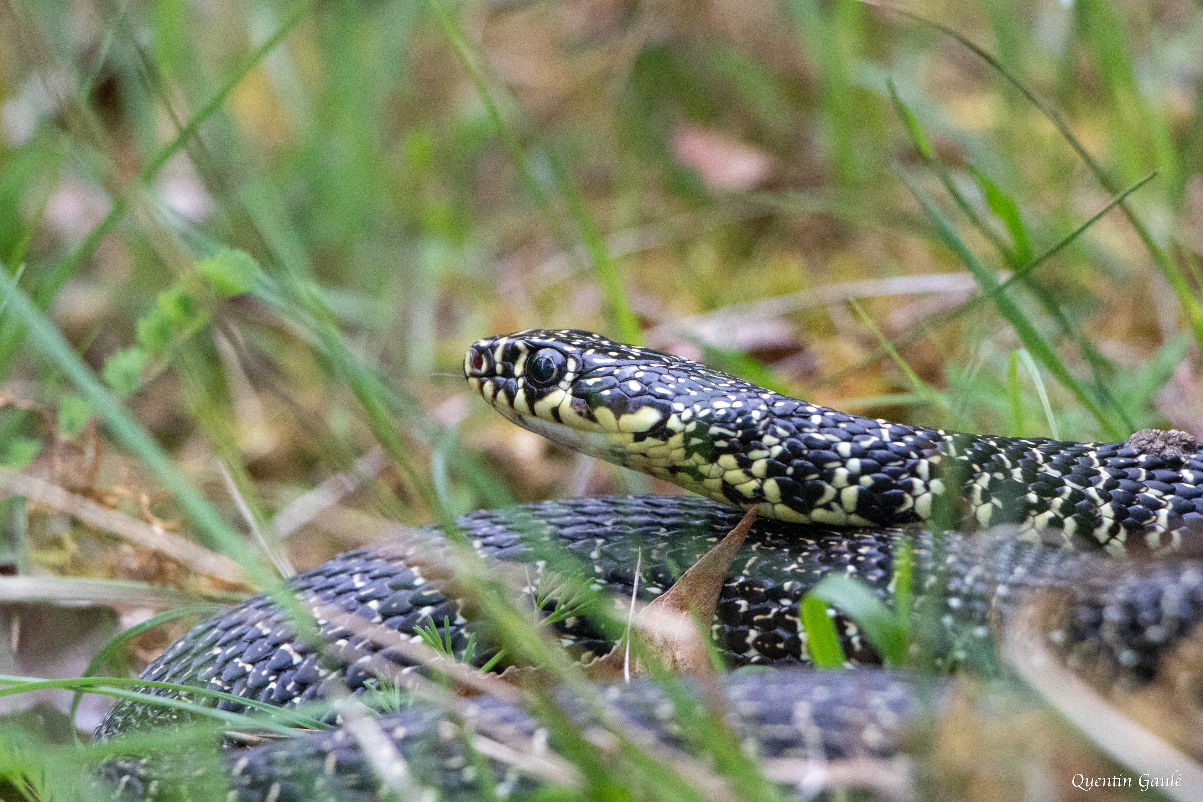 Couleuvre verte et jaune (Hierophis viridiflavus) - Juillan, Hautes-Pyrénées (65)