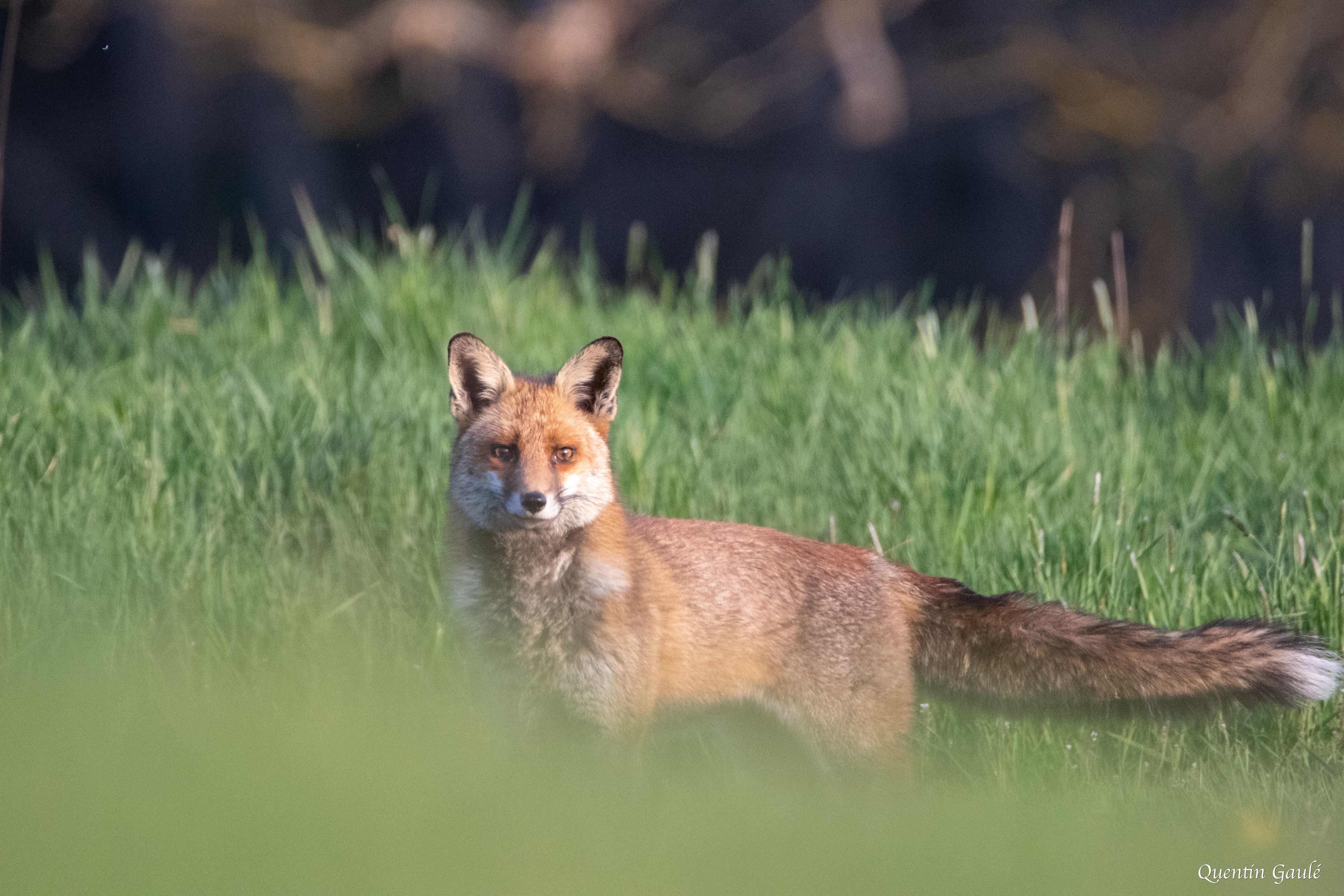 Renard roux (Vulpes vulpes) - Troischamps (52)