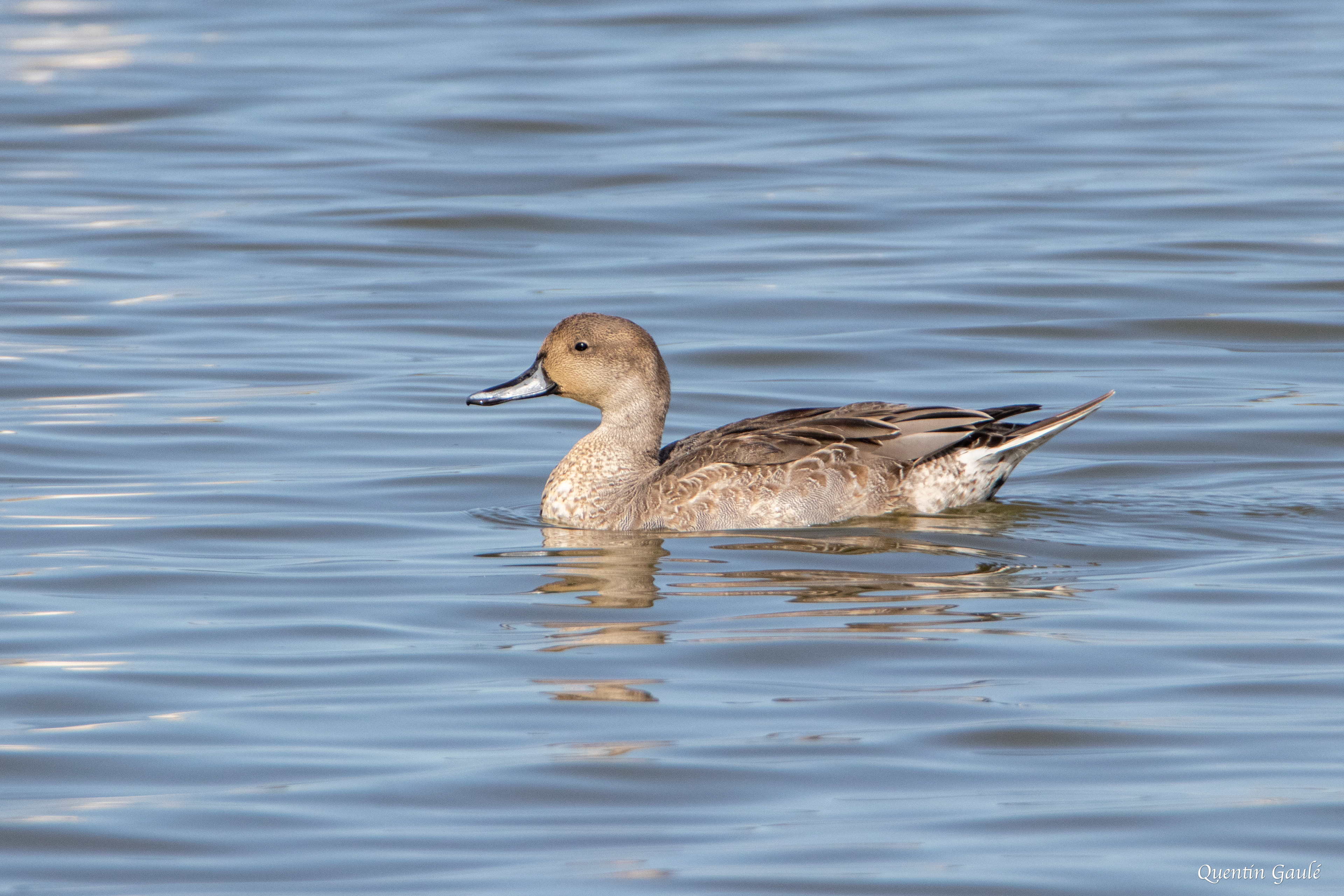 Canard pilet (Anas acuta) - Réserve ornithologique du Teich, Gironde (33)