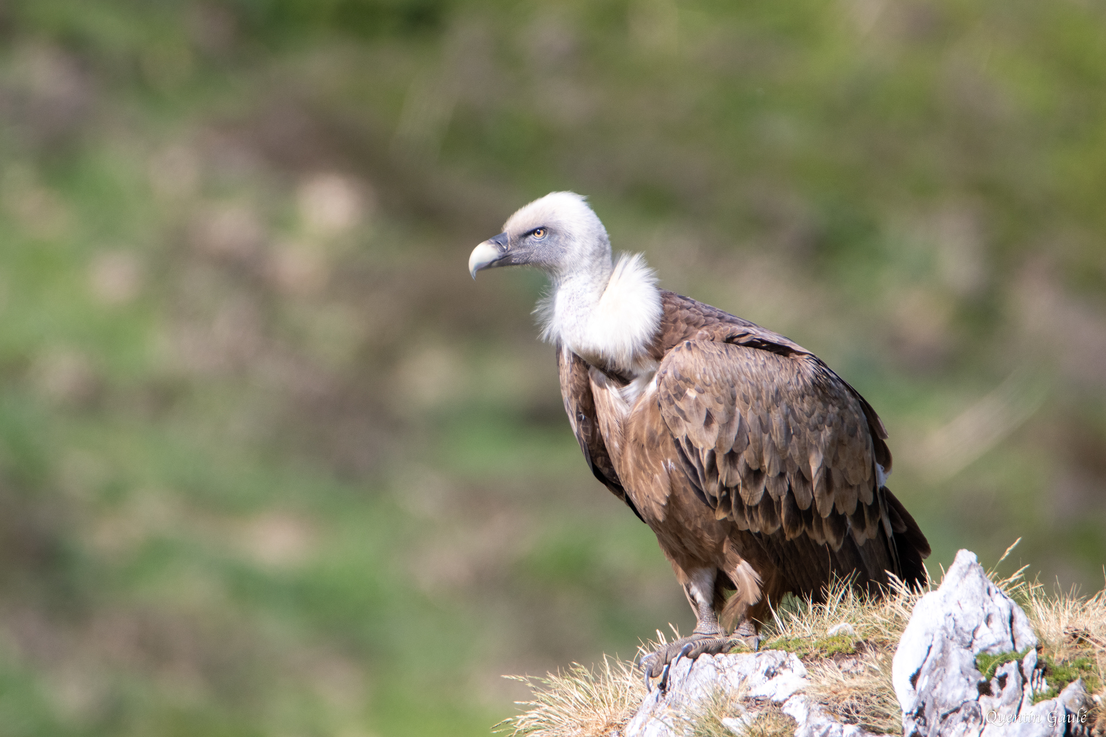 Vautour fauve (Gyps fulvus) - Gourette, Eaux-Bonnes, Pyrénées-Atlantiques (64)