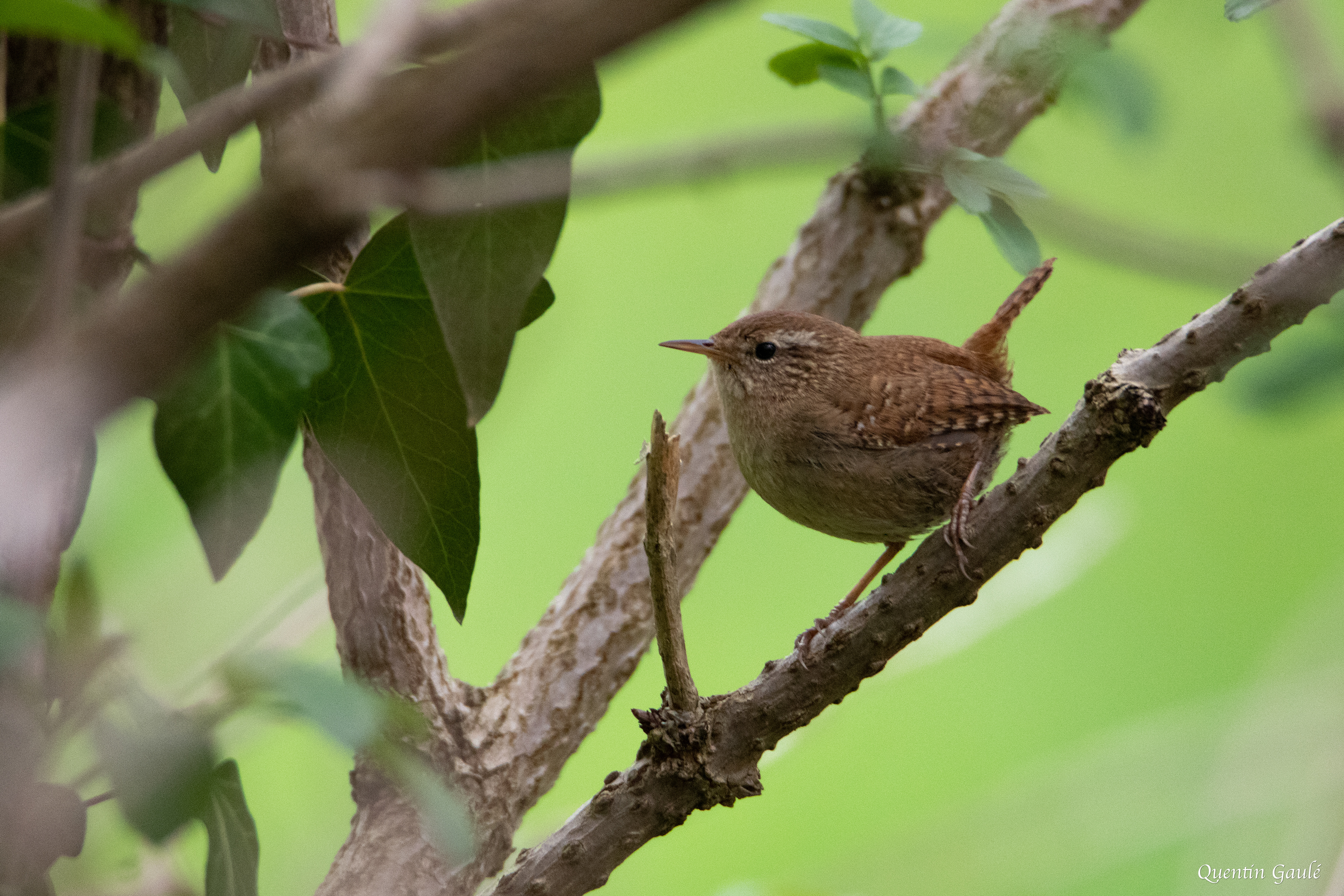 Troglodyte mignon (Trogloydes trogloydes) - Saint-Colome (64)