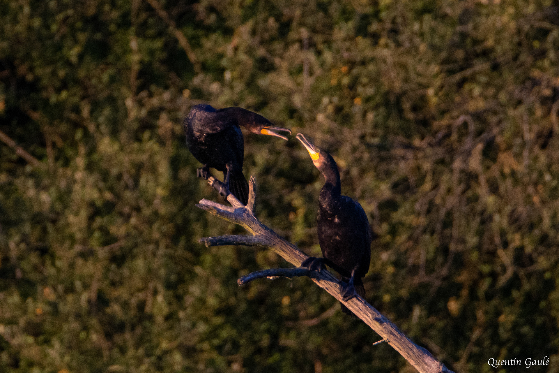 Grand Cormoran (Phalacrocorax carbo) - Montauban-de-Bretagne, Ile-et-Vilaine (35)