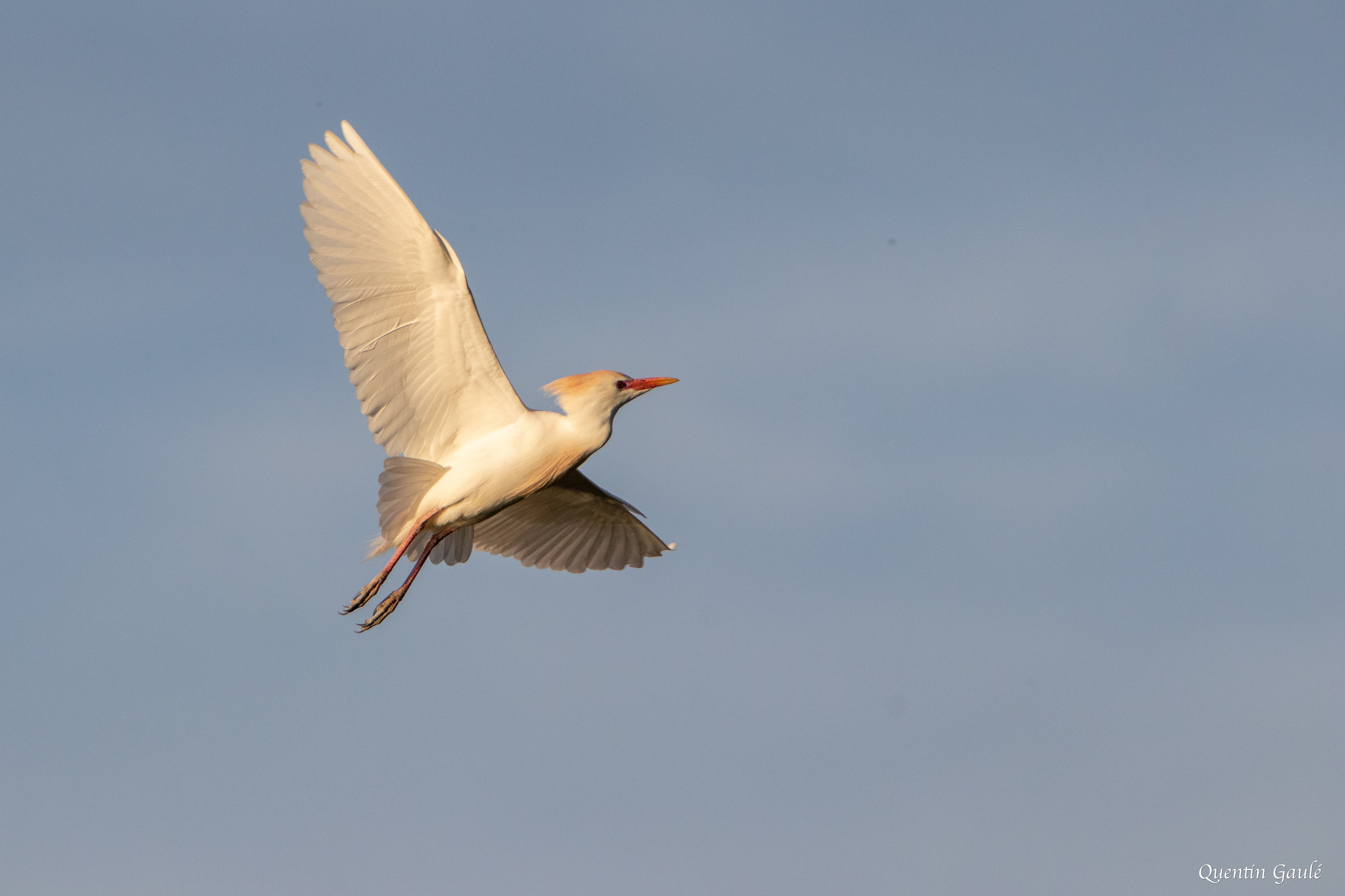 Héron garde-bœufs (Bubulcus ibis) - Lac d'Orthez, Pyrénées-Atlantiques (64)