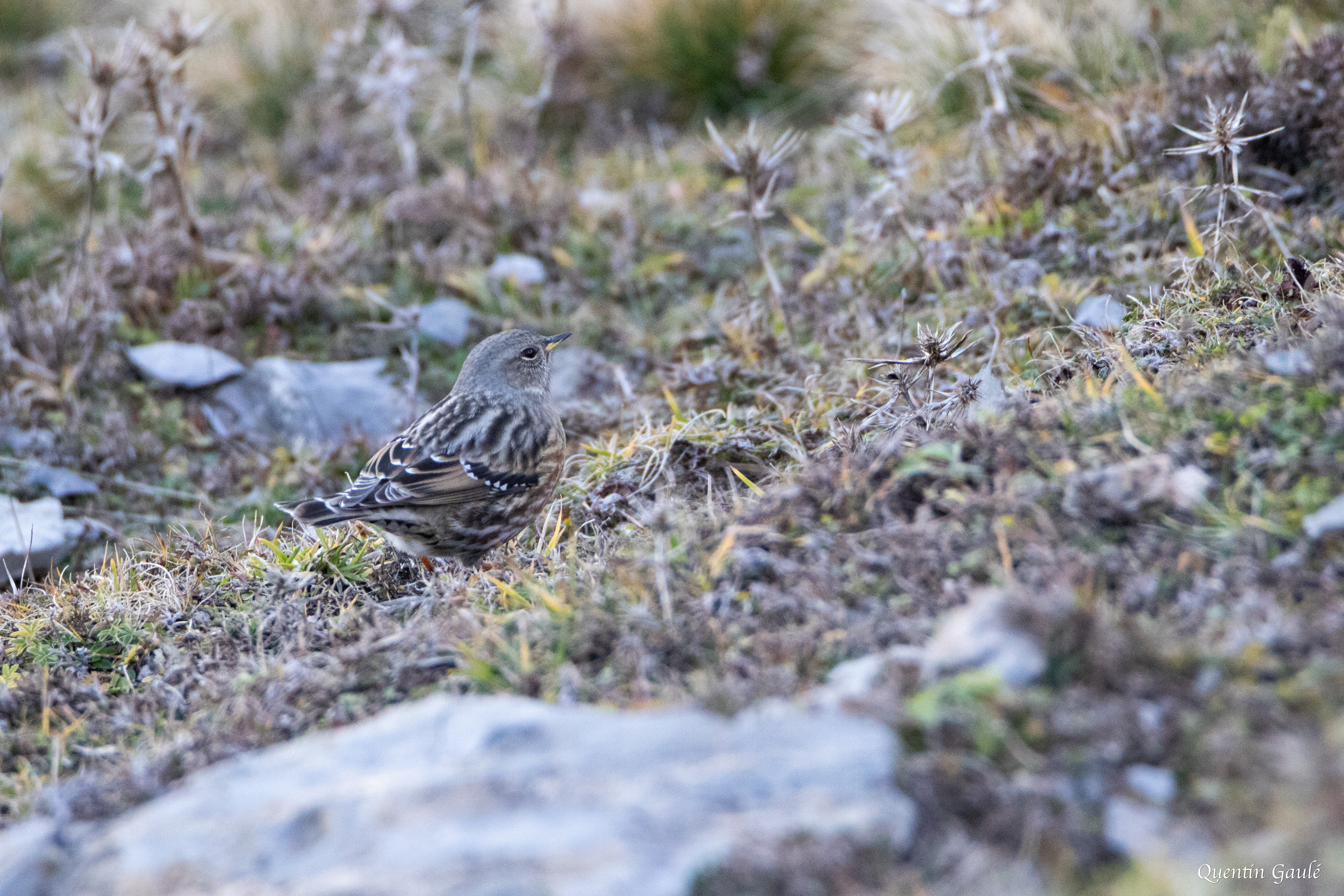 Accenteur alpin (Prunella collaris) - La Pierre Saint-Martin, Arette (64)