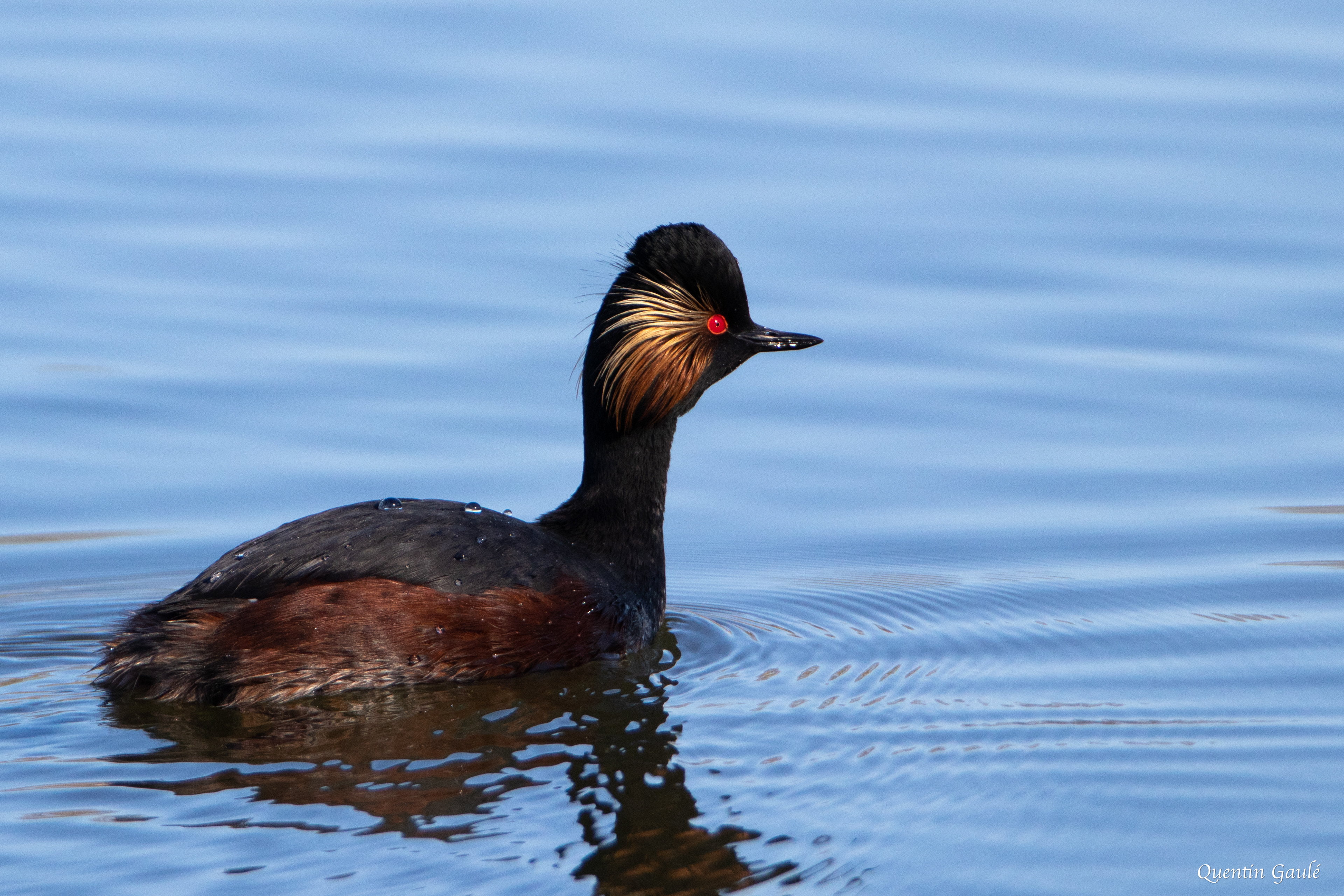 Grèbe à cou noir (Podiceps nigricollis) - Meurthe-et-Moselle (54)