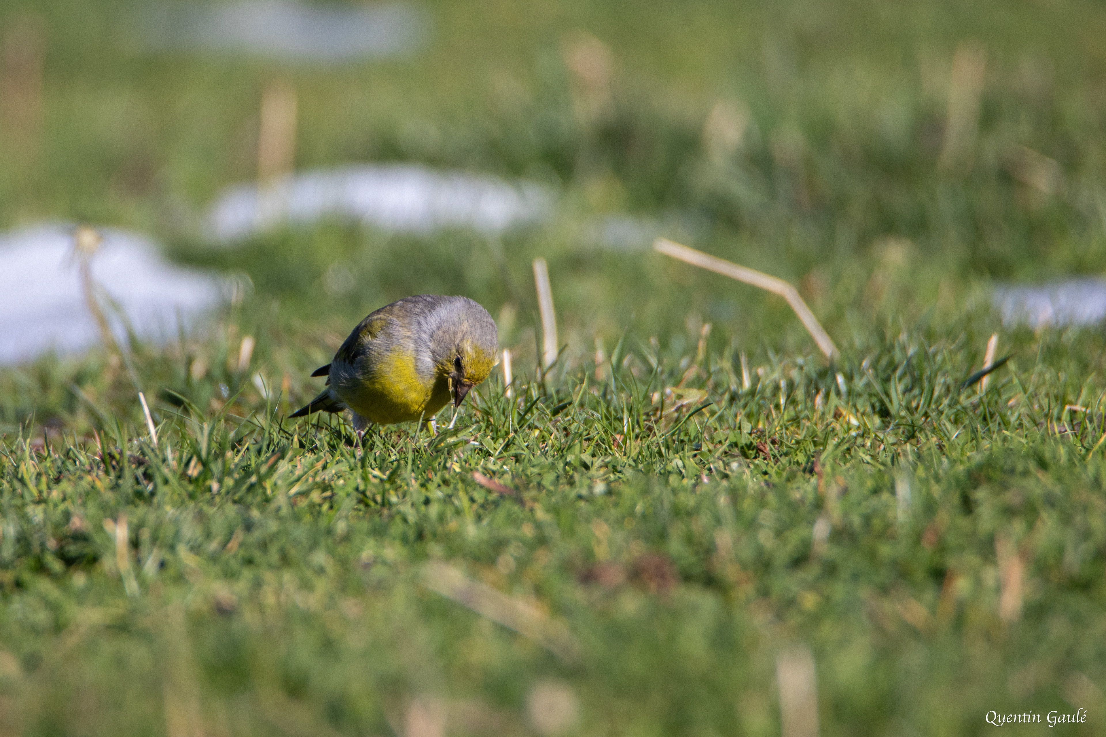 Venturon montagnard (Carduelis citrinella) - La Pierre Saint-Martin, Arette, Pyrénées-Atlantiques (64)