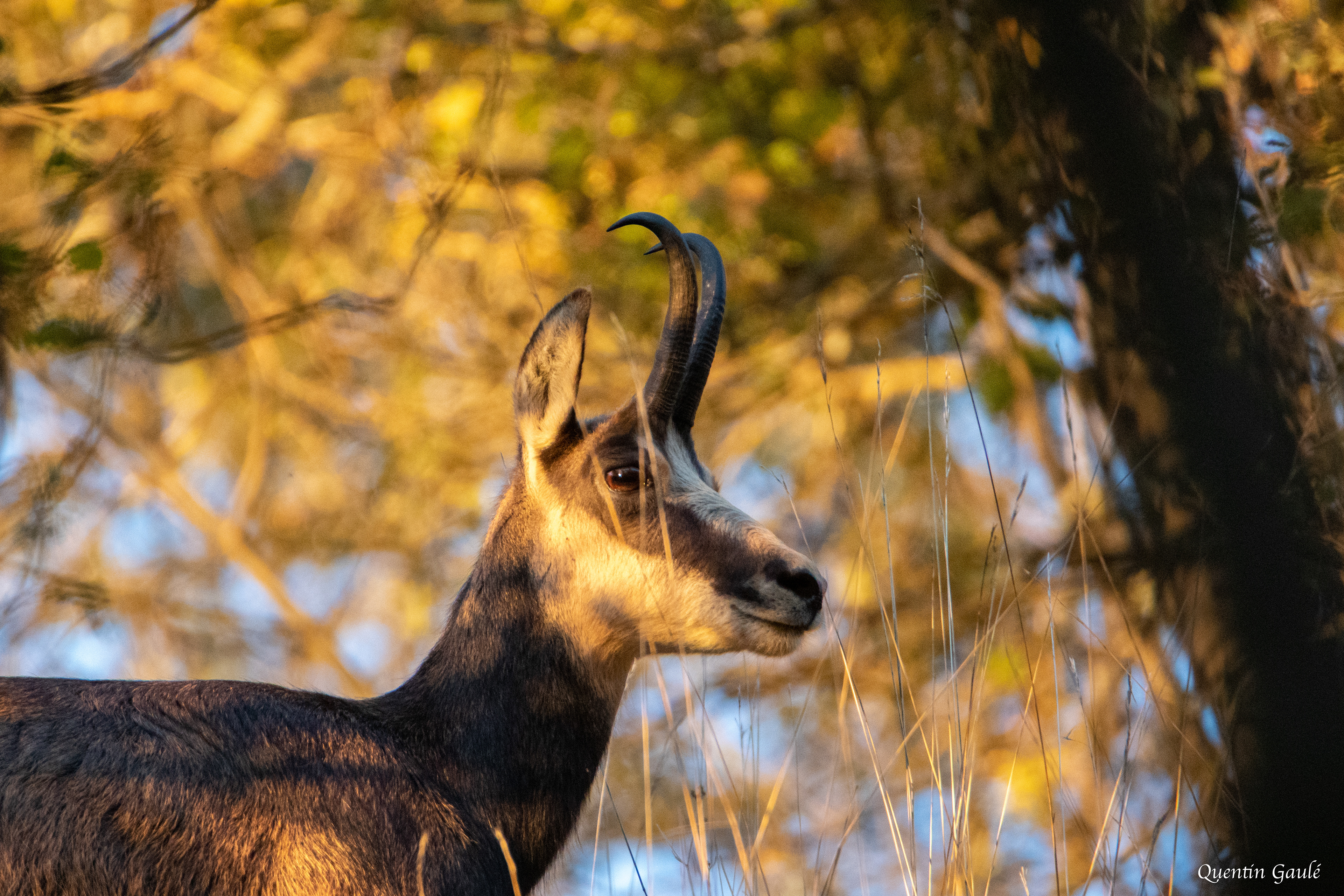 Chamois (Rupicapra rupicapra) - Besançon (25)