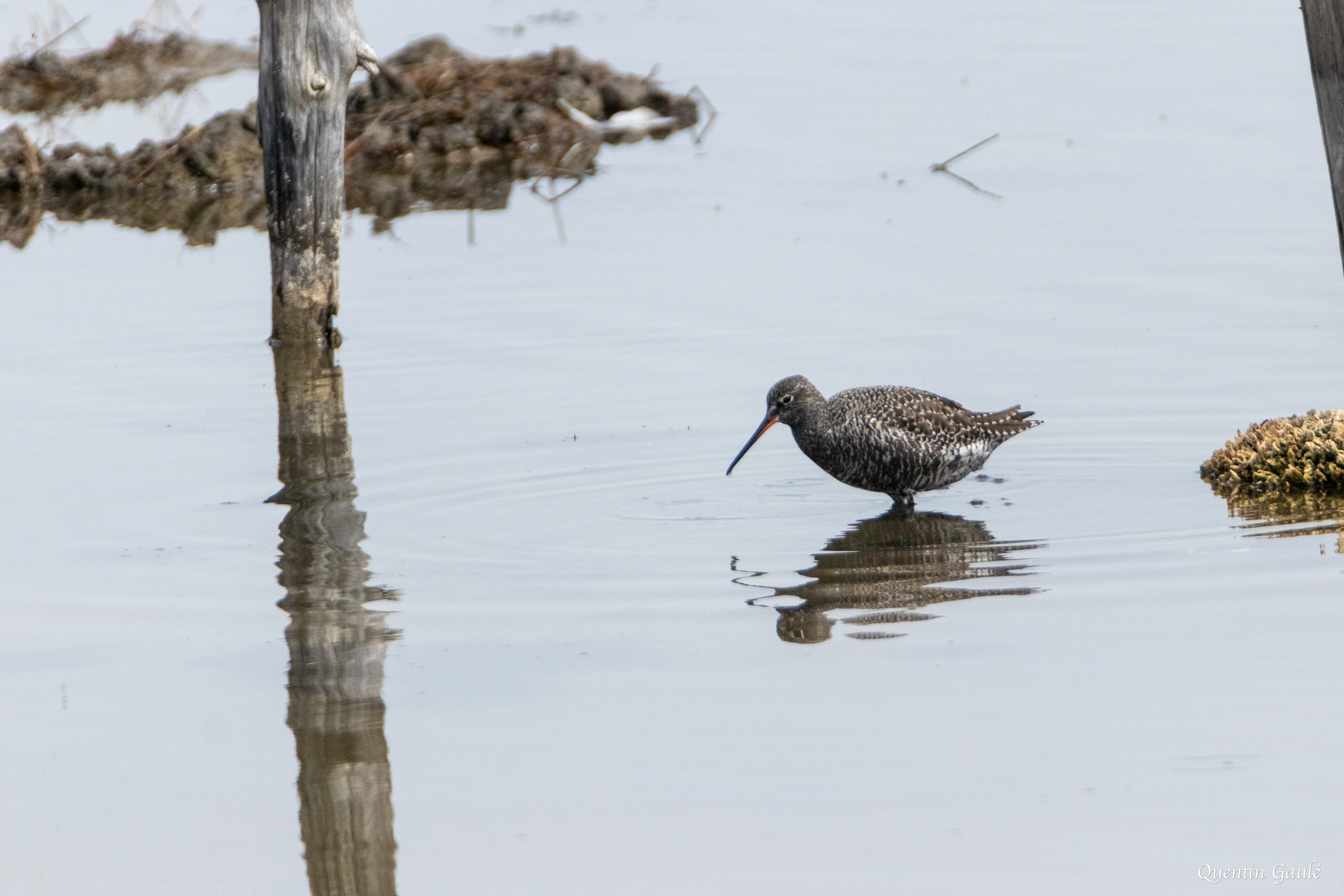 Chevalier arlequin (Tringa erythropus) - Réserve ornithologique du Teich, Gironde (33)
