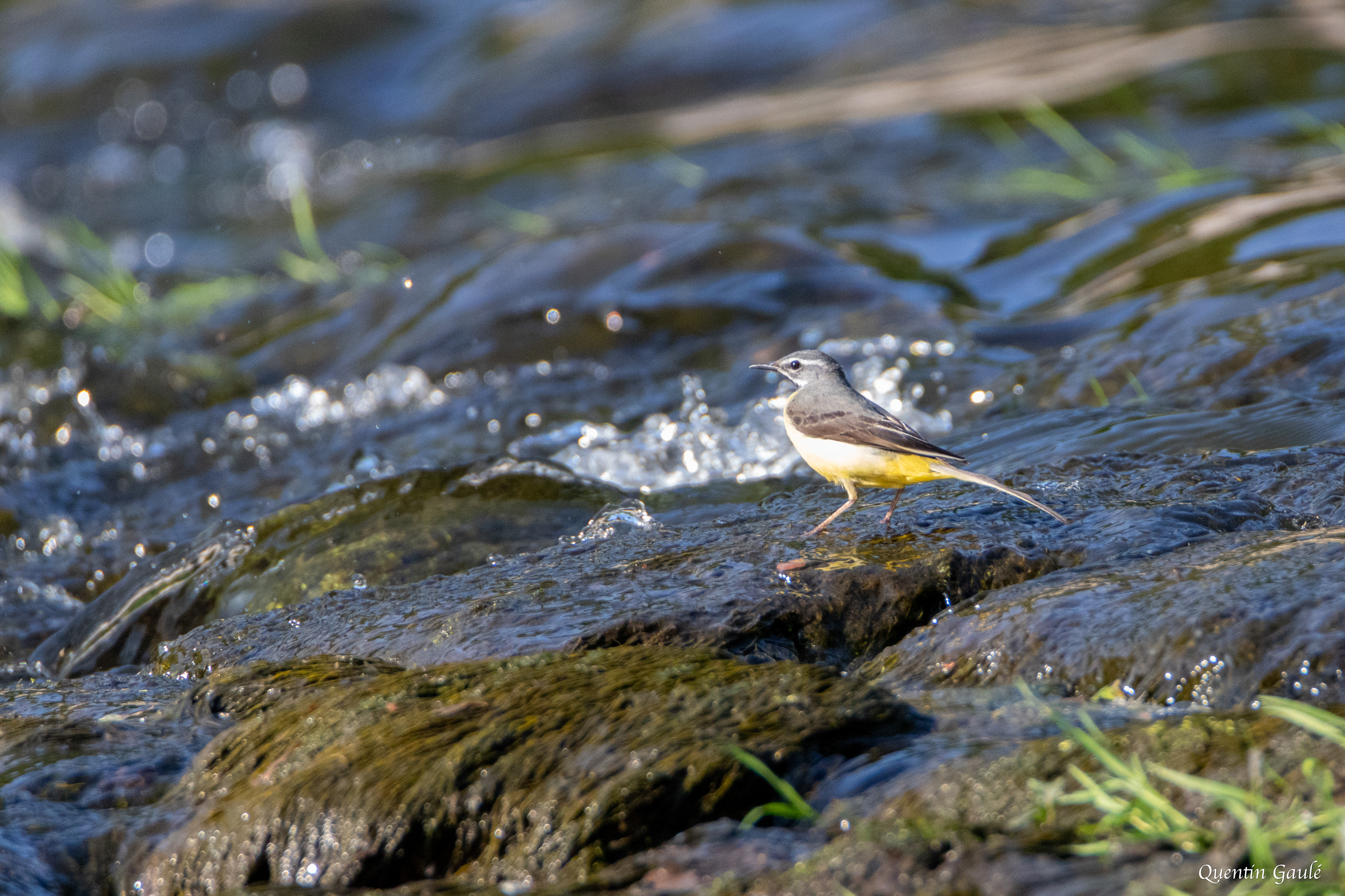Bergeronnette des ruisseaux (Motacilla cinerea) - Bessines-sur-Gartempe, Haute-Vienne (87)