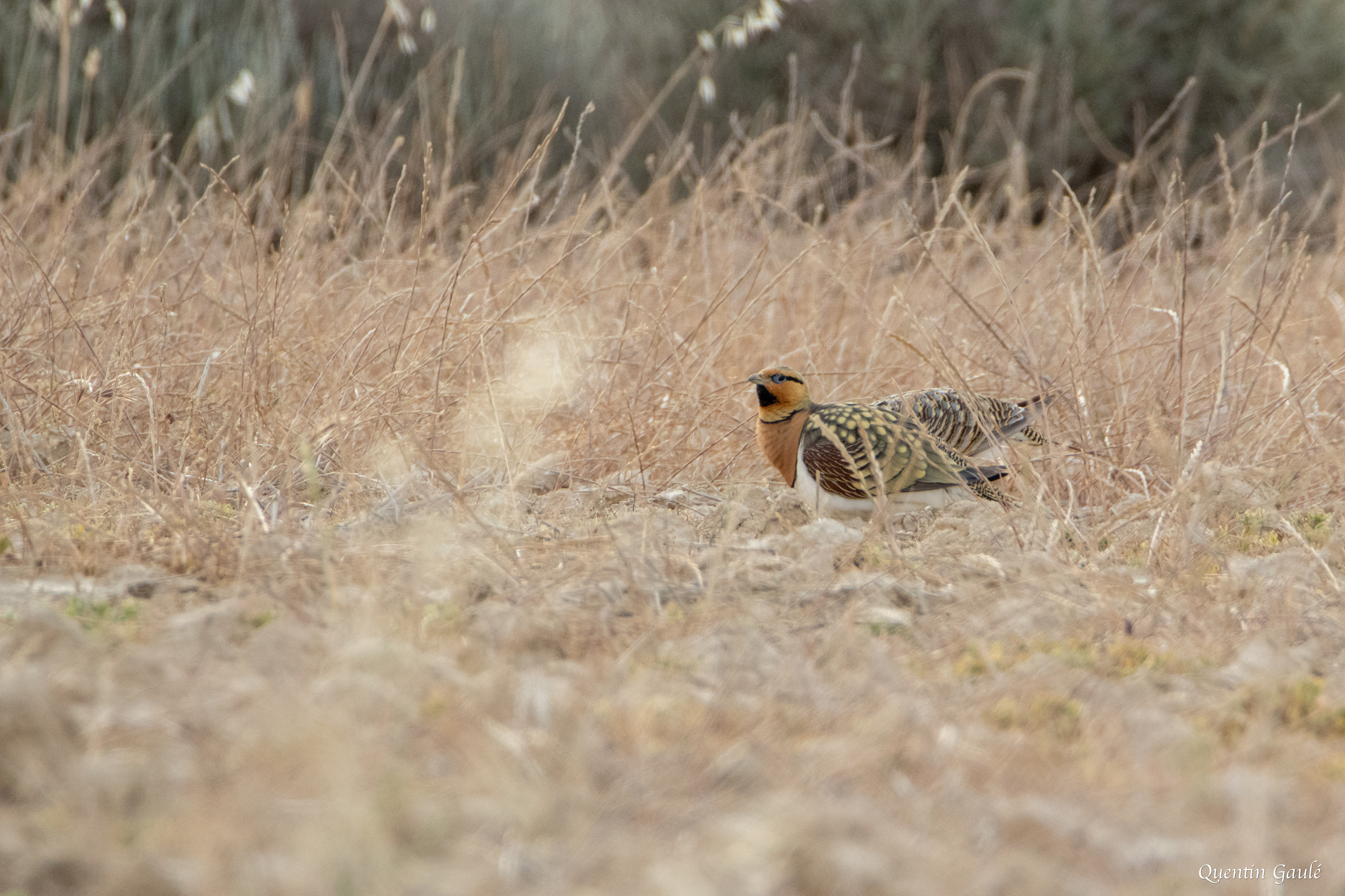 Ganga cata (Pterocles alchata) - Parc Naturel des Bardenas Reales, Navarre (Espagne)