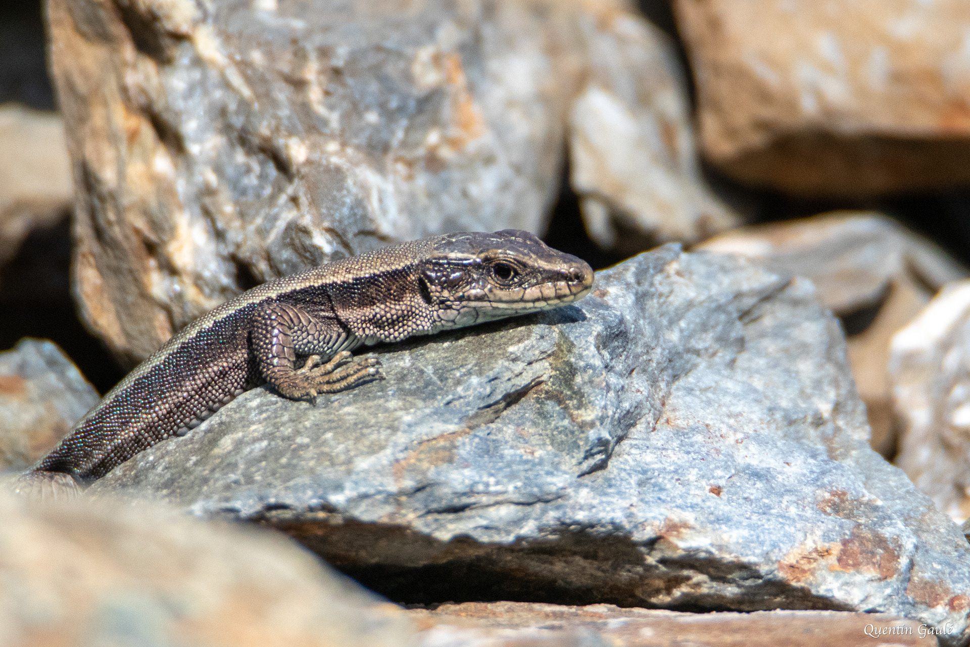 Lézard de Bonnal (Iberolacerta bonnali) - Gourette, Eaux-Bonnes, Pyrénées-Atlantiques (64)
