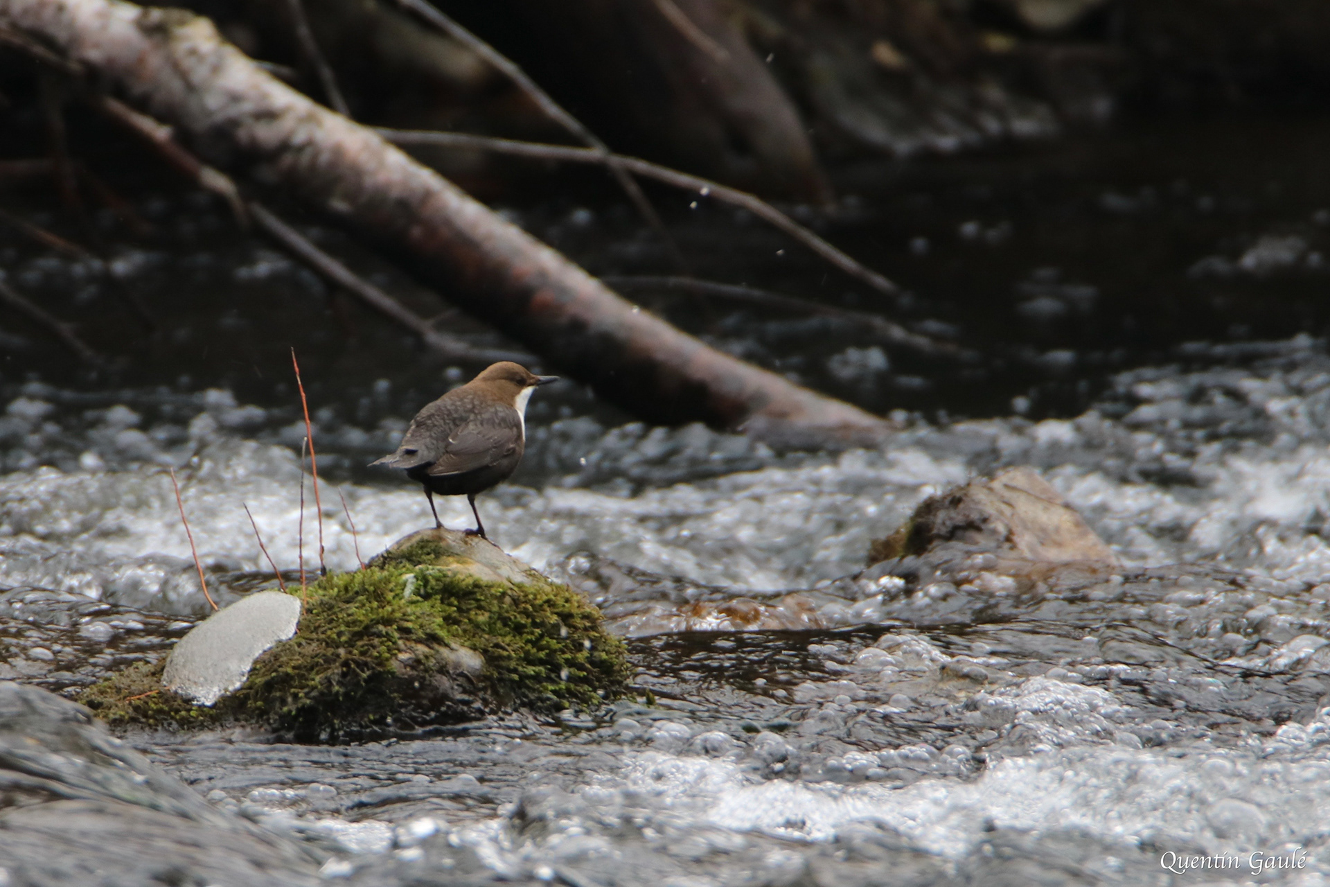 Cincle plongeur (Cinclus cinclus) - Sasca montaña (Roumanie)