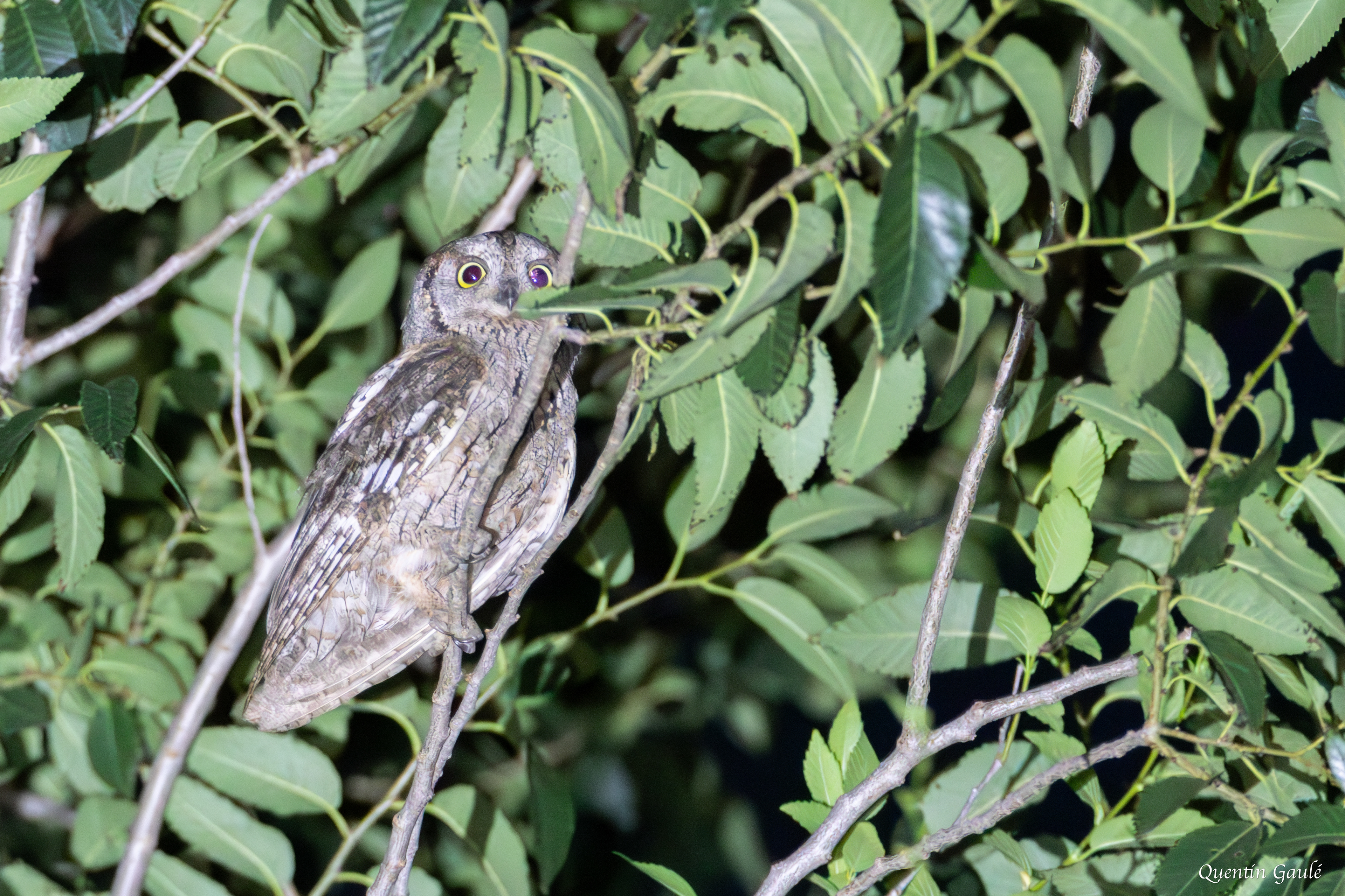 Petit-duc scops (Ottus scops) Empuriabrava
