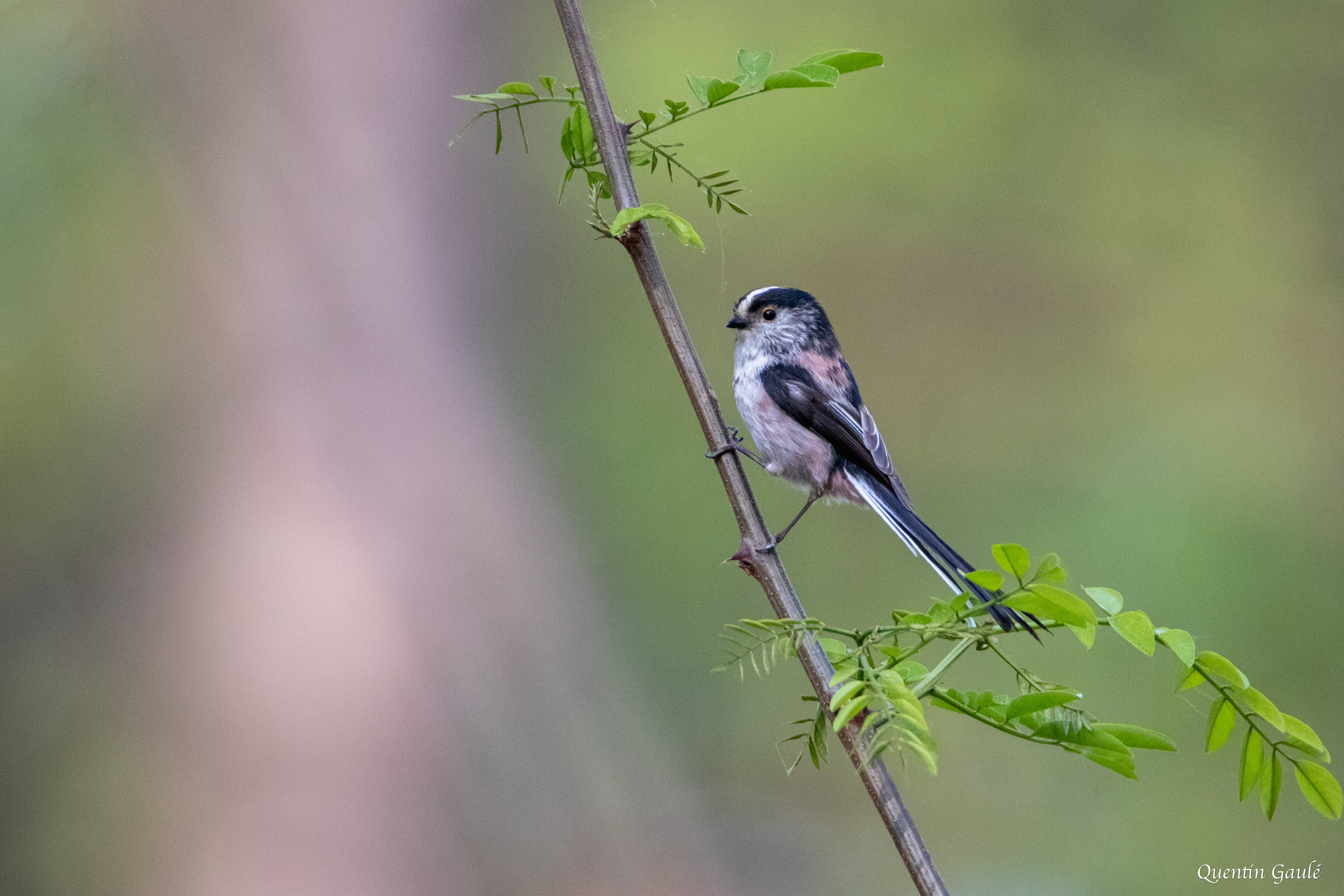 Mésange à longue queue (Aegithalos caudatus) - Gelos (64)