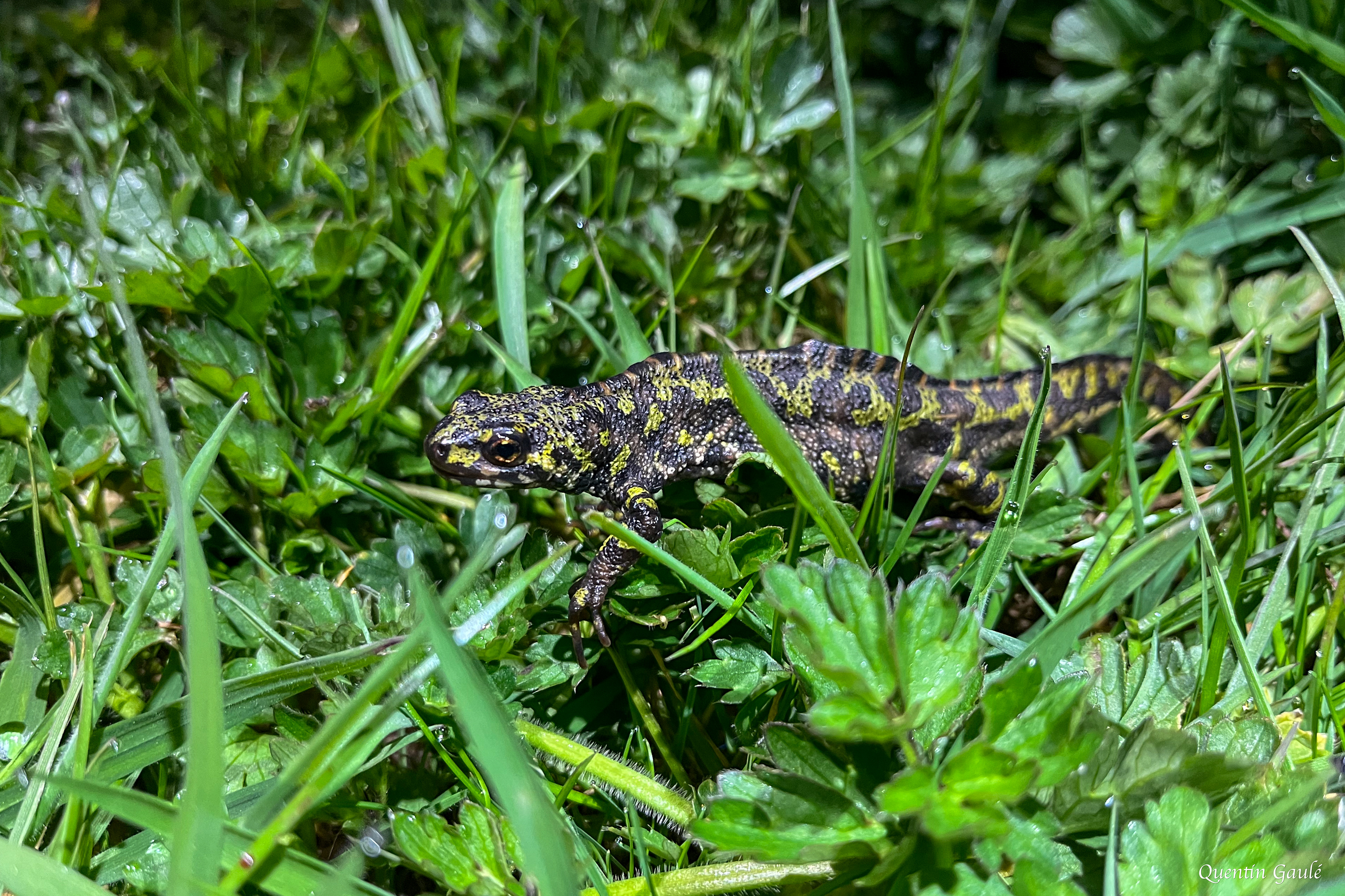 Triton marbré (Triturus marmoratus) - Saint-Yrieix-la-Perche, Haute-Vienne (87)