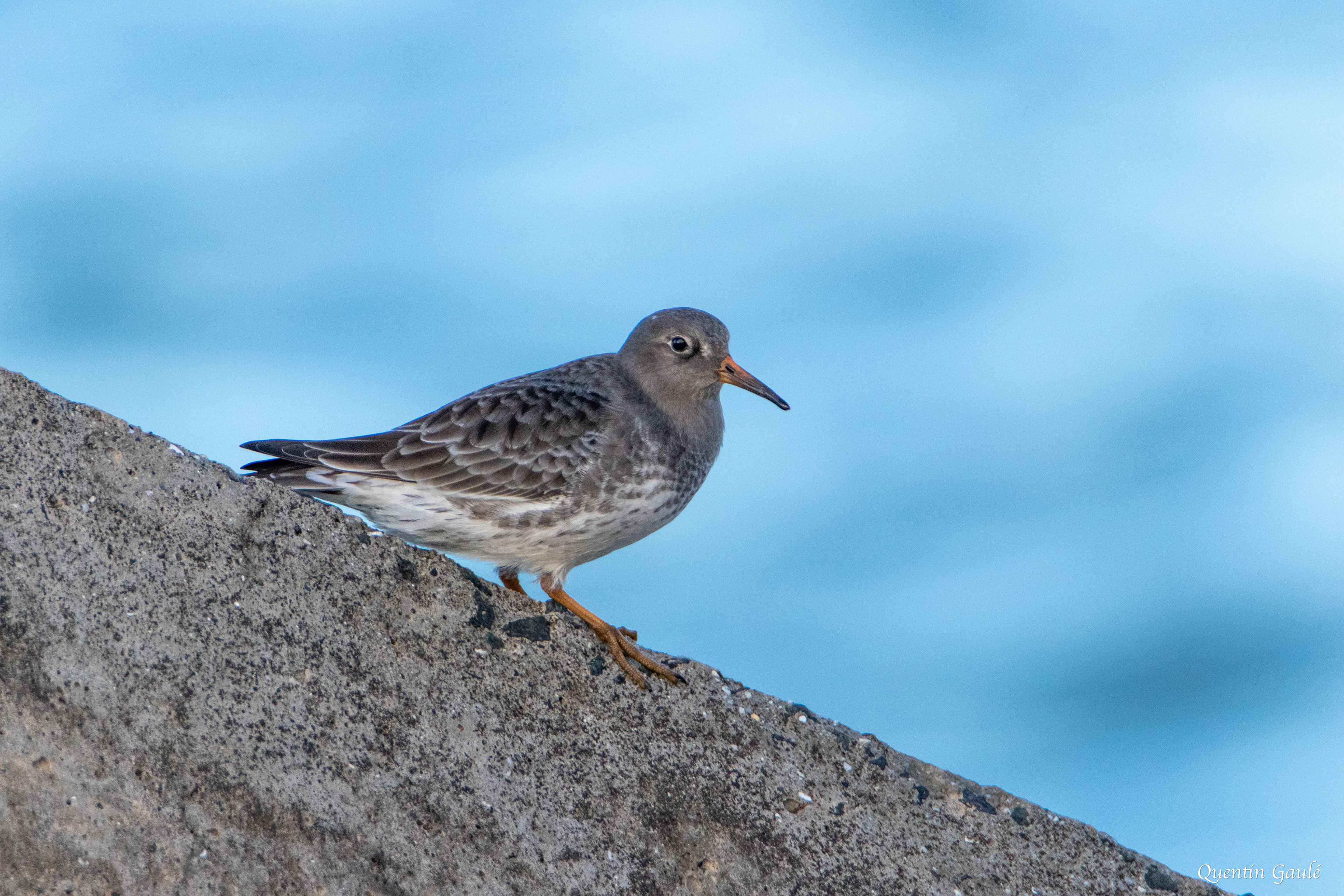 Bécasseau violet (Calidris maritima) - Anglet (64)